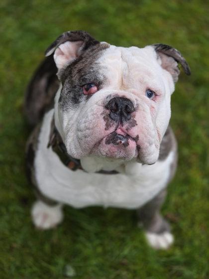 BUBBA BLUE - pending, a ADOPTABLE mixed breed in Bonney Lake, WA image 1/3