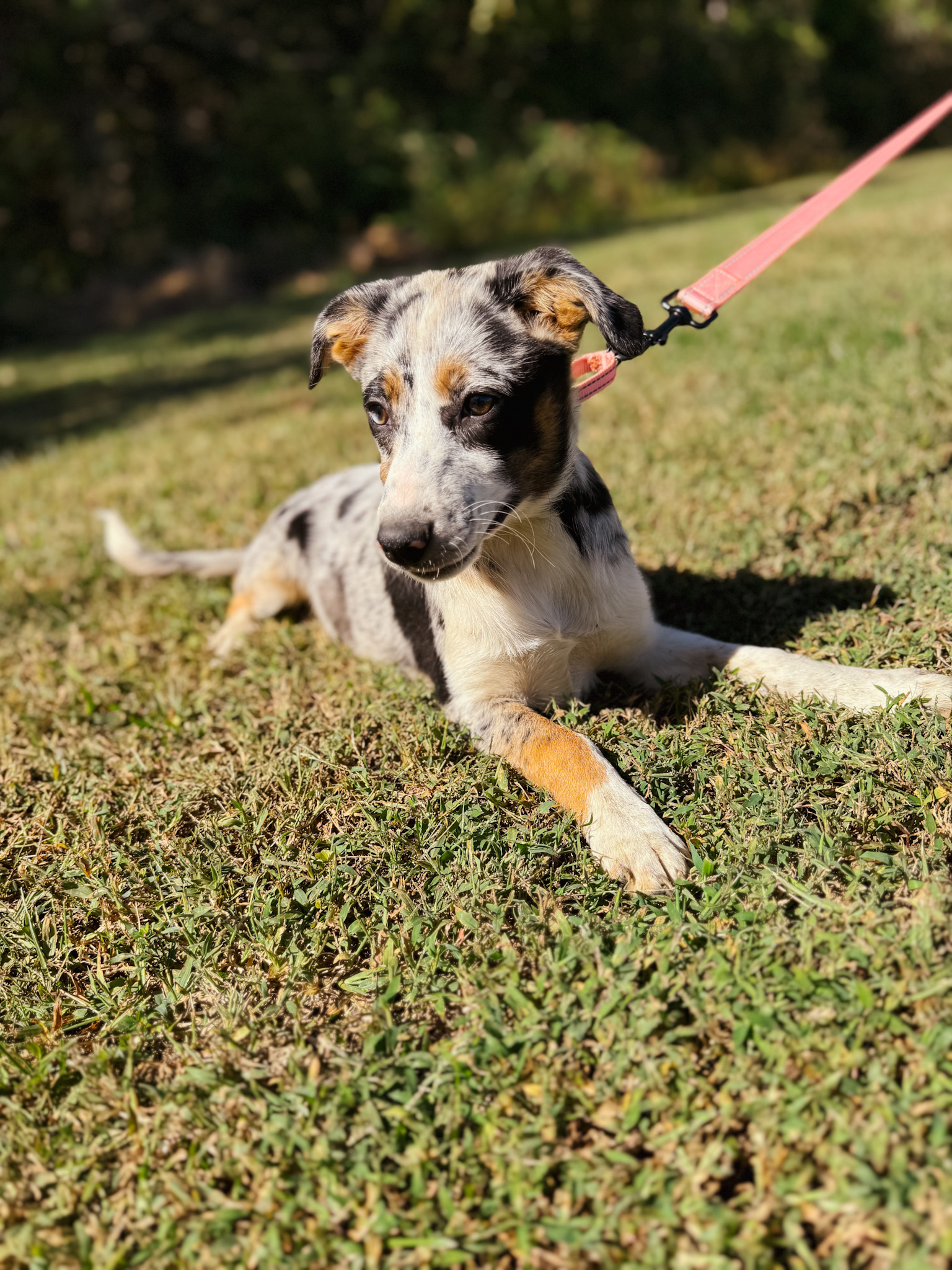 Dog for adoption Sundae Transport, an Australian Shepherd Mix in