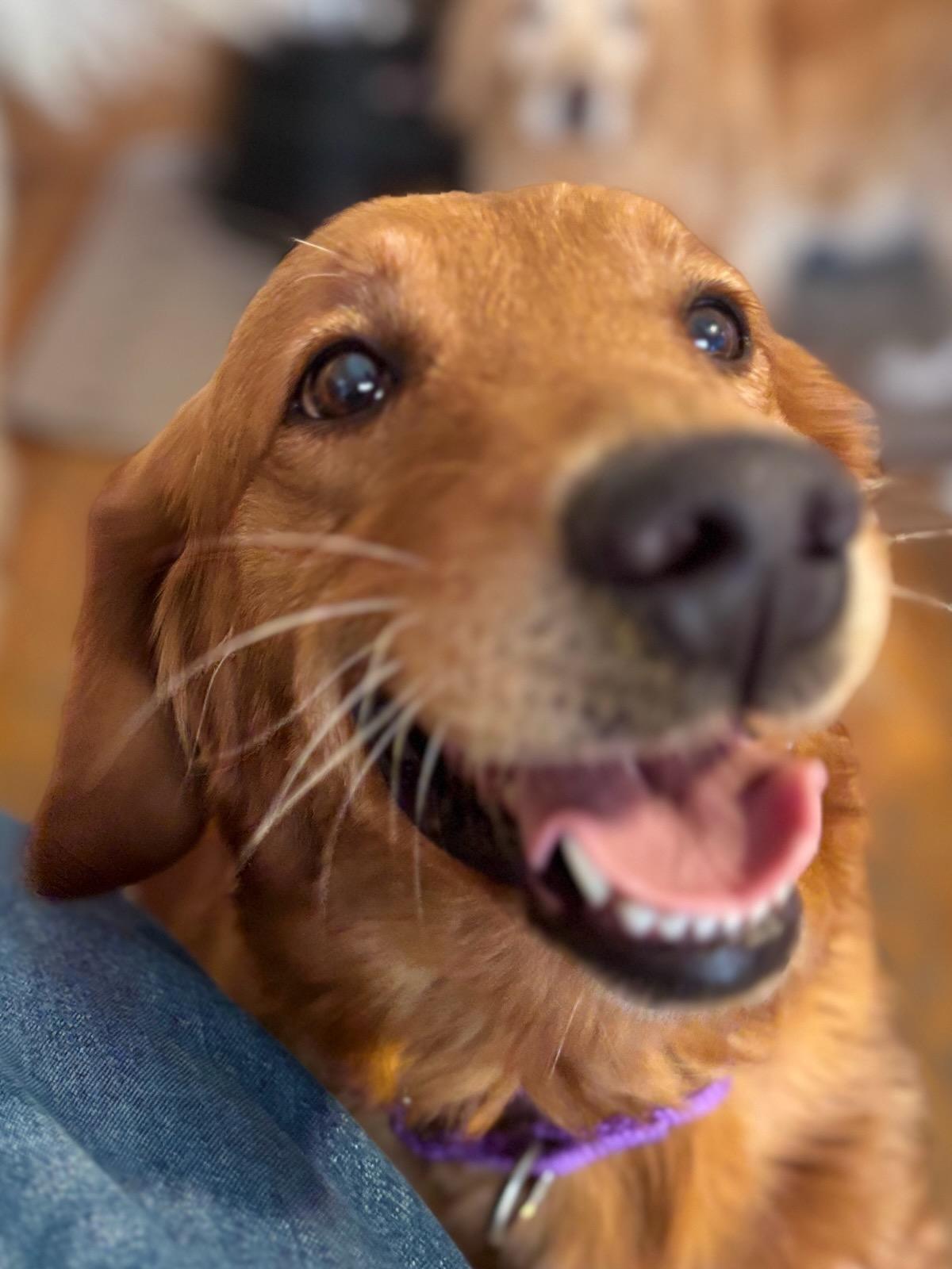 Abbie, Adoptable, Adult Female Golden Retriever.