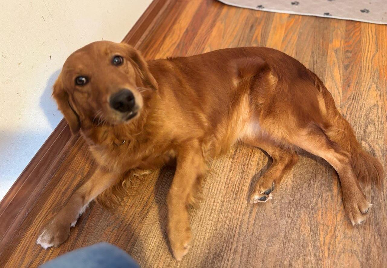 Abbie, a Adoptable Golden Retriever in Waterville, OH image 2/2