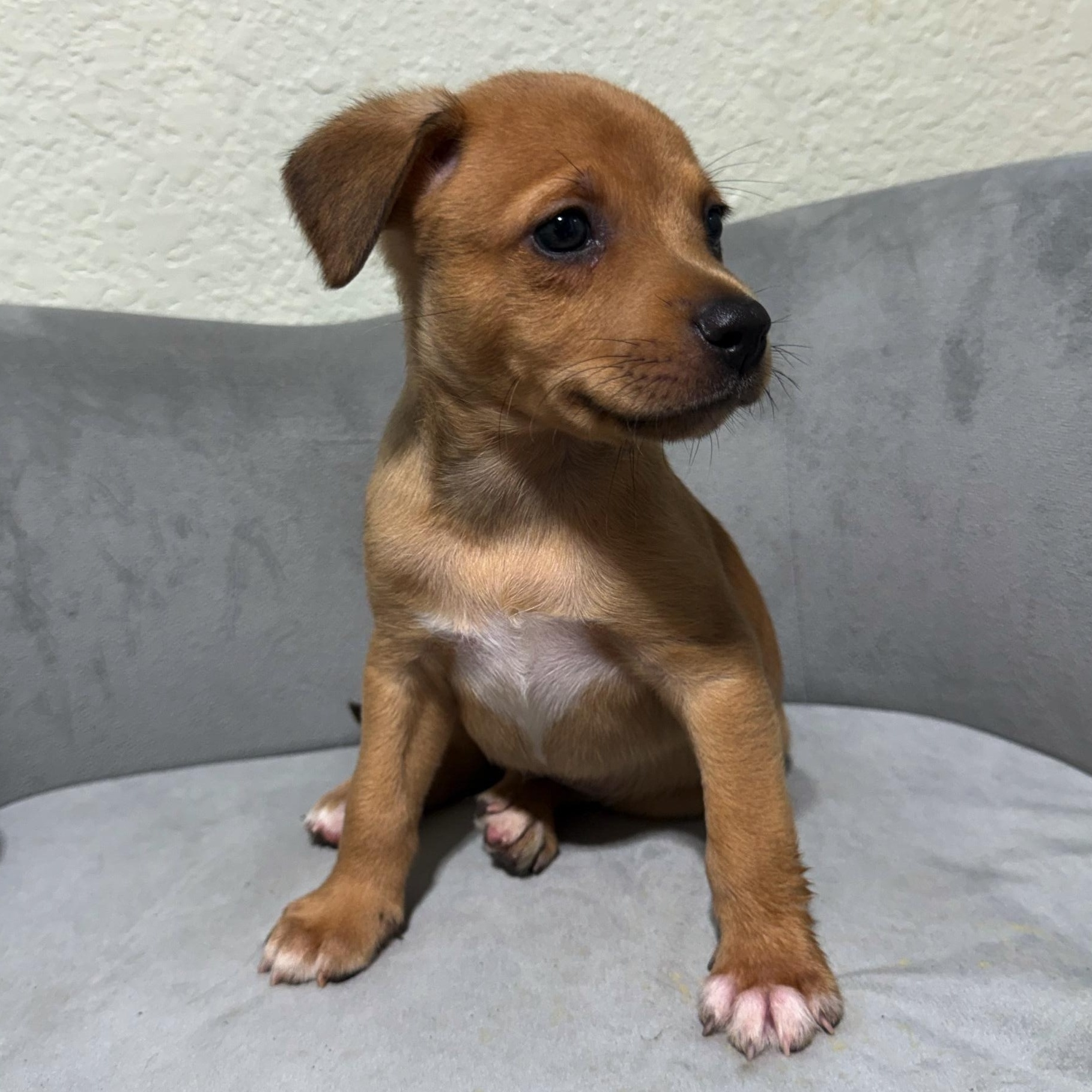 Enlarge Jasper, a Adoptable mixed breed in High Ridge, MO image 2/4