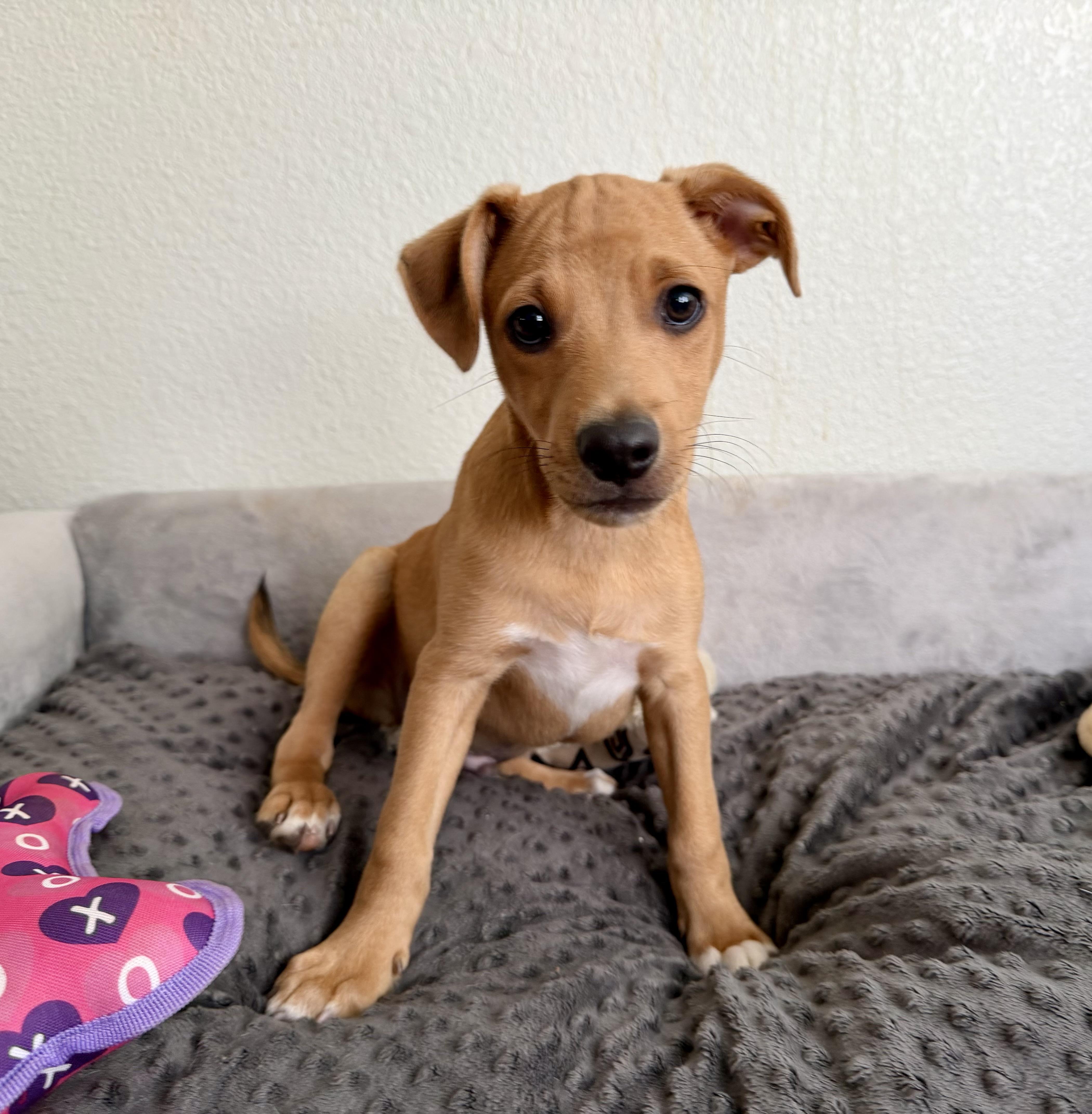 Jasper, Adoptable, Puppy Male Rat Terrier & Chihuahua.