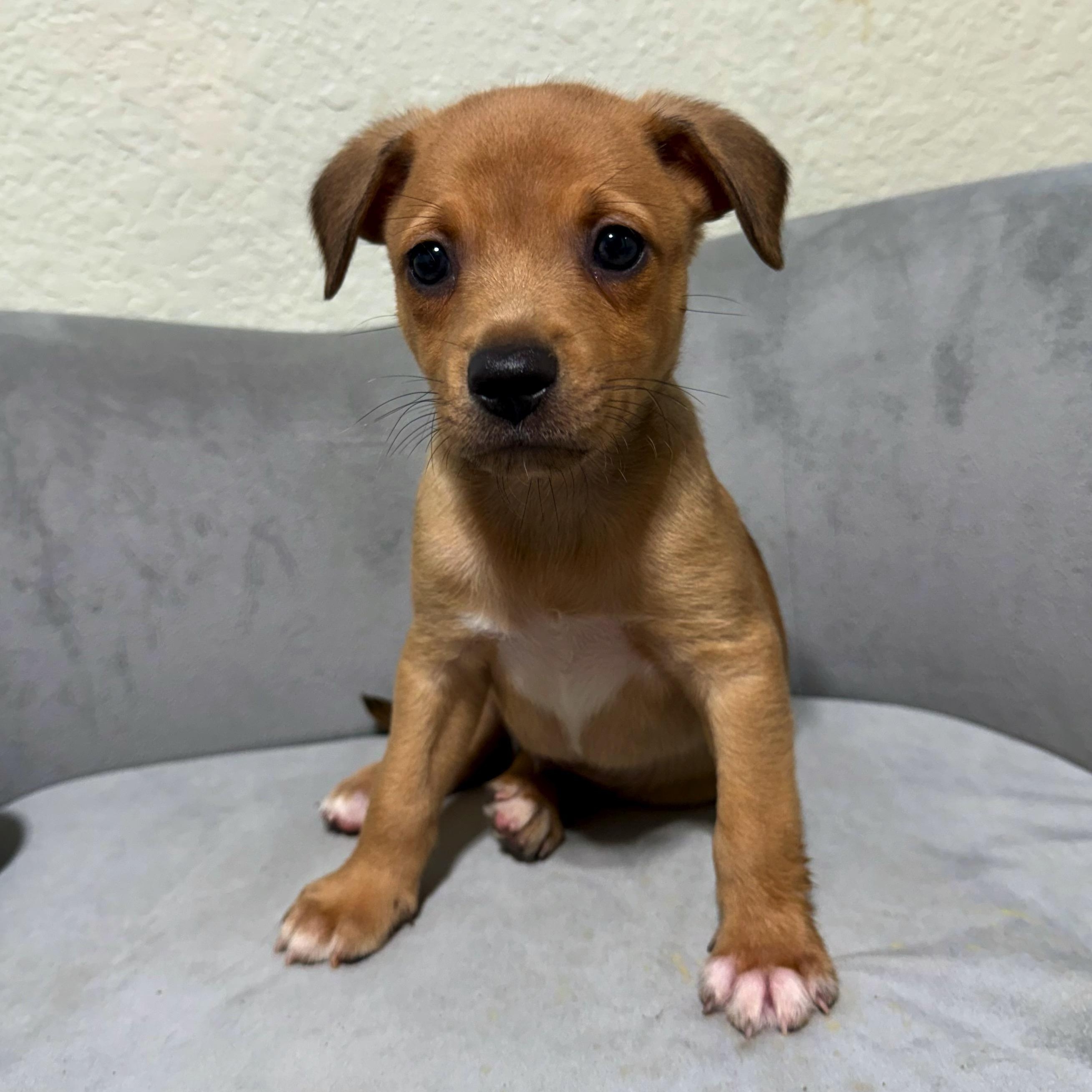 Jasper, Adoptable, Puppy Male Rat Terrier & Chihuahua.