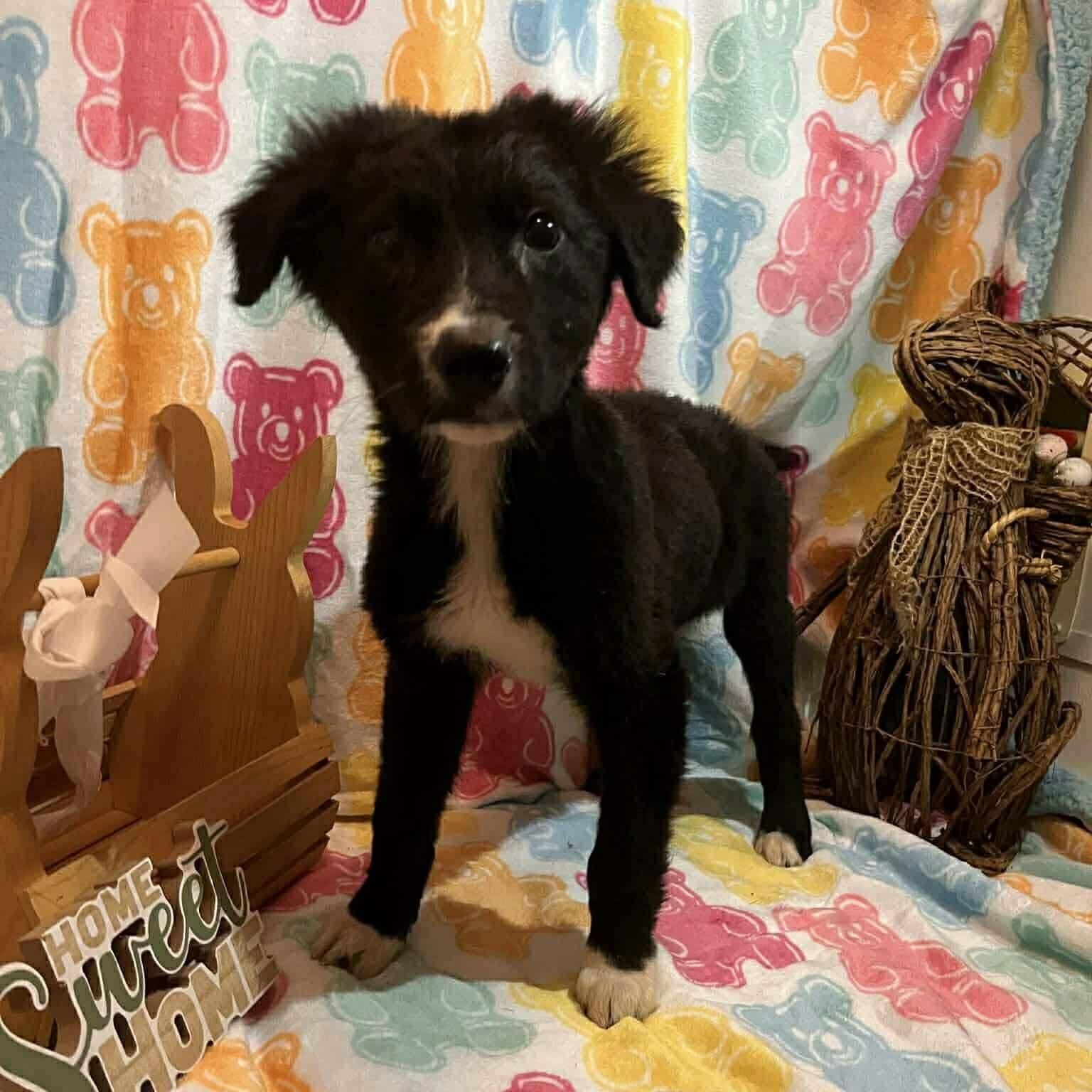 Enlarge Pinecone, a ADOPTABLE mixed breed in Windsor, ON image 1/6