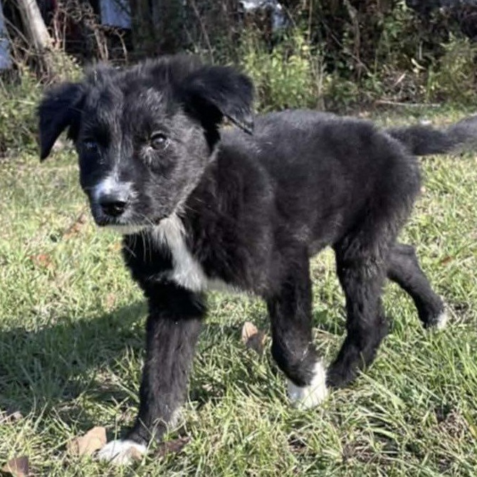 Enlarge Pinecone, a ADOPTABLE mixed breed in Windsor, ON image 3/4