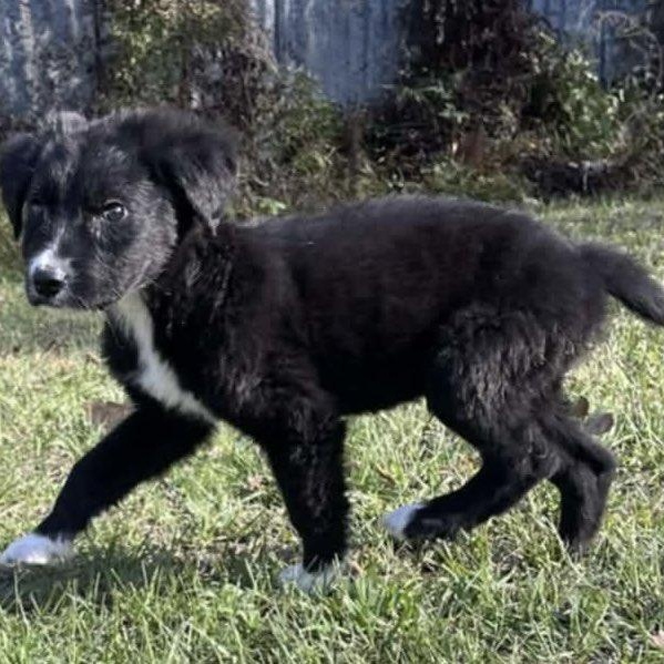 Enlarge Pinecone, a ADOPTABLE mixed breed in Windsor, ON image 2/4