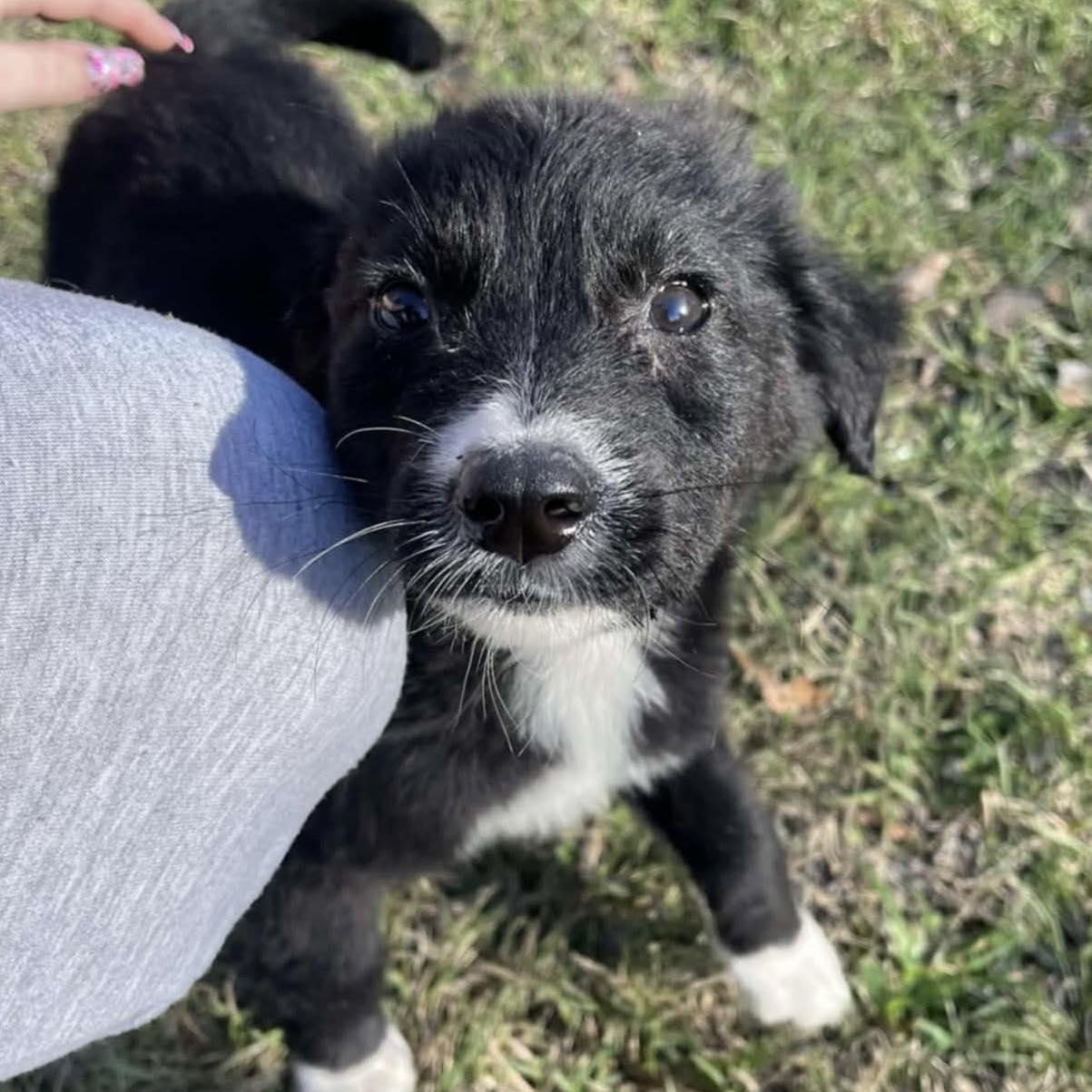 Enlarge Pinecone, a ADOPTABLE mixed breed in Windsor, ON image 4/4