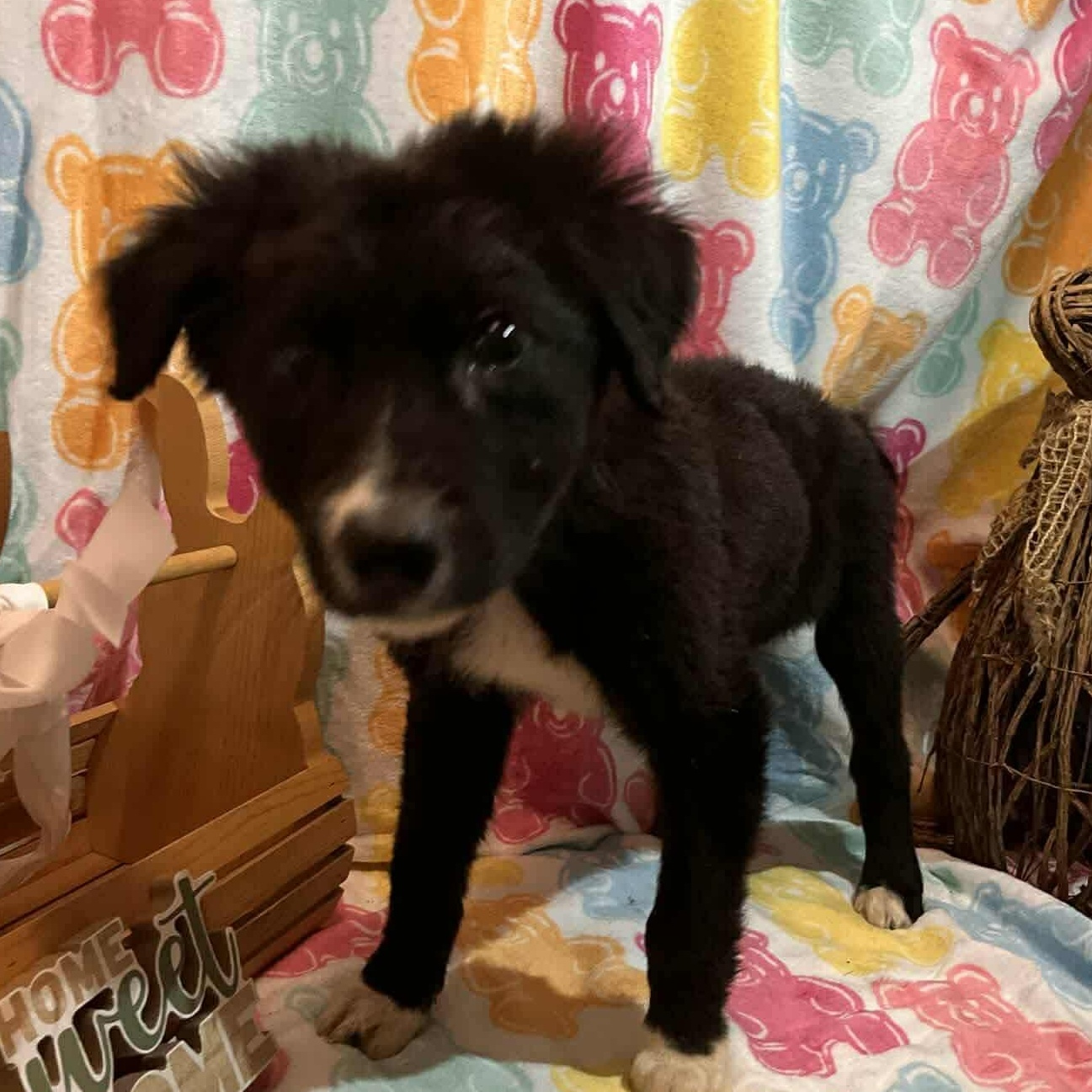 Enlarge Pinecone, a ADOPTABLE mixed breed in Windsor, ON image 3/6