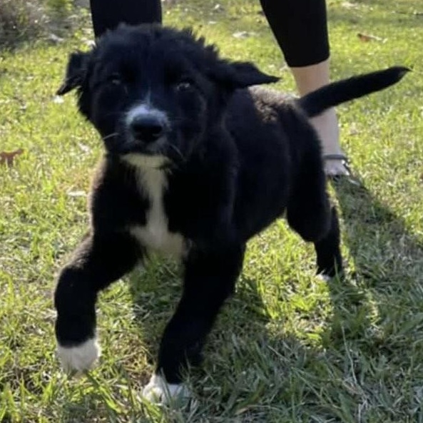 Enlarge Pinecone, a ADOPTABLE mixed breed in Windsor, ON image 1/4