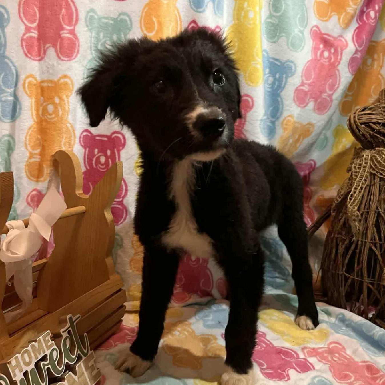 Enlarge Pinecone, a ADOPTABLE mixed breed in Windsor, ON image 2/6
