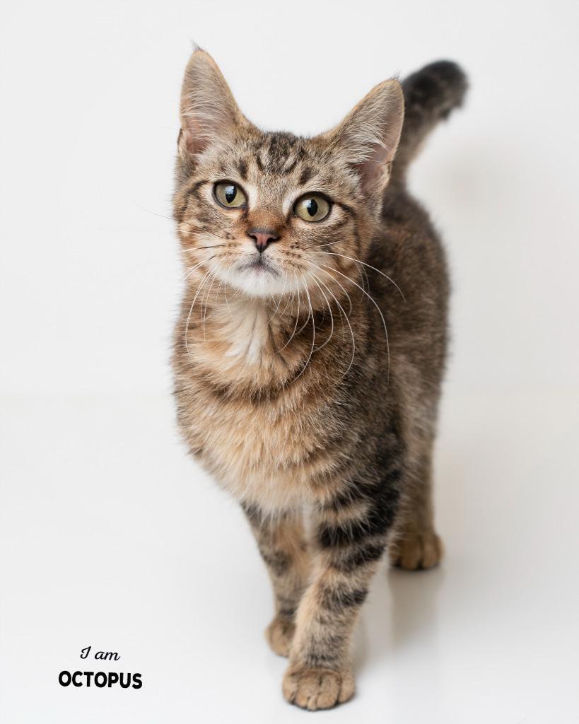 Octopus, Adopted, Kitten Male Domestic Short Hair.