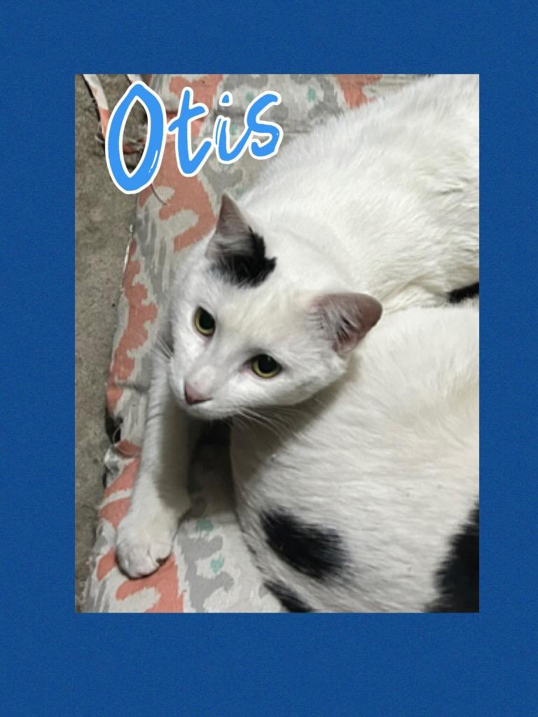 Otis - cat