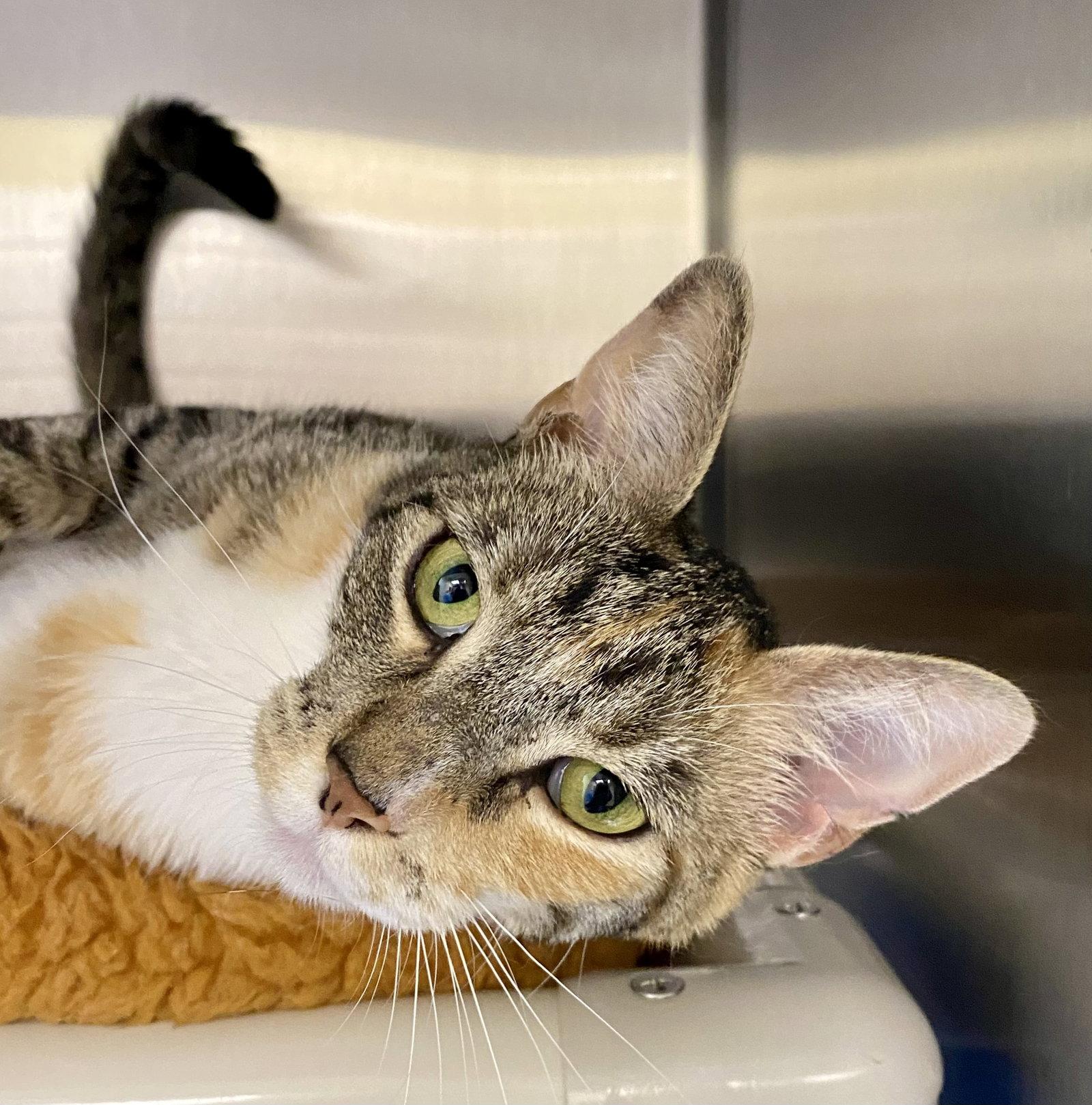 Mailbox, Adopted, Adult Female Domestic Short Hair & Torbie.
