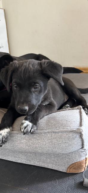 Mae, Adoptable, Puppy Female Boxer & Australian Cattle Dog / Blue Heeler.