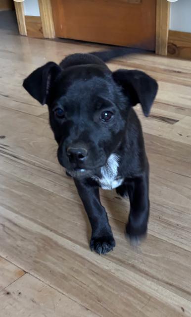 Mae, a Adoptable mixed breed in Midway, UT image 2/3