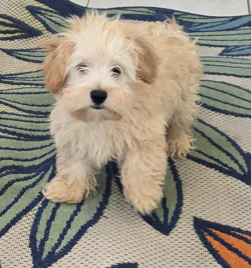 Enlarge Peyton, a ADOPTABLE Maltipoo in Fallbrook, CA image 3/6