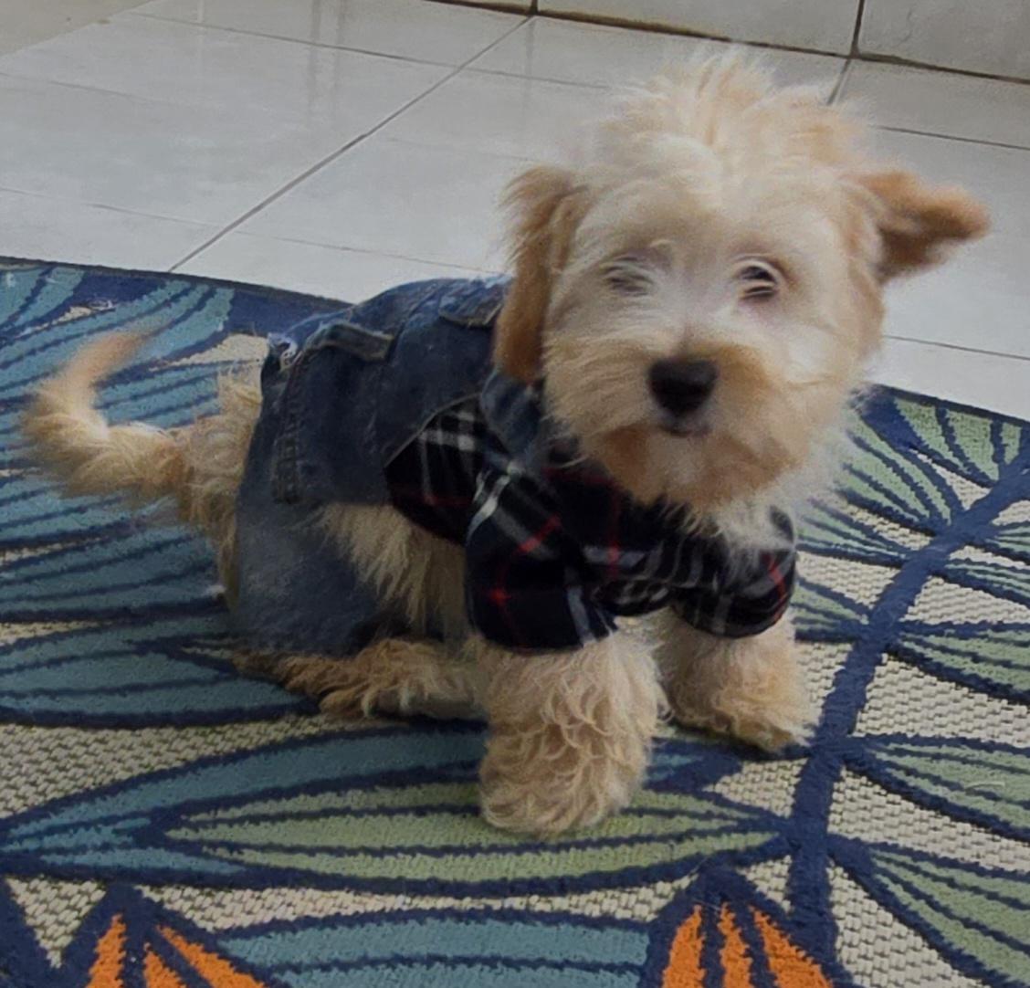 Peyton, ADOPTABLE, Puppy Male Maltipoo.