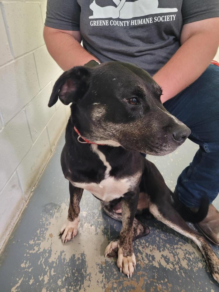 Boomie, Adoptable, Adult Male Labrador Retriever.