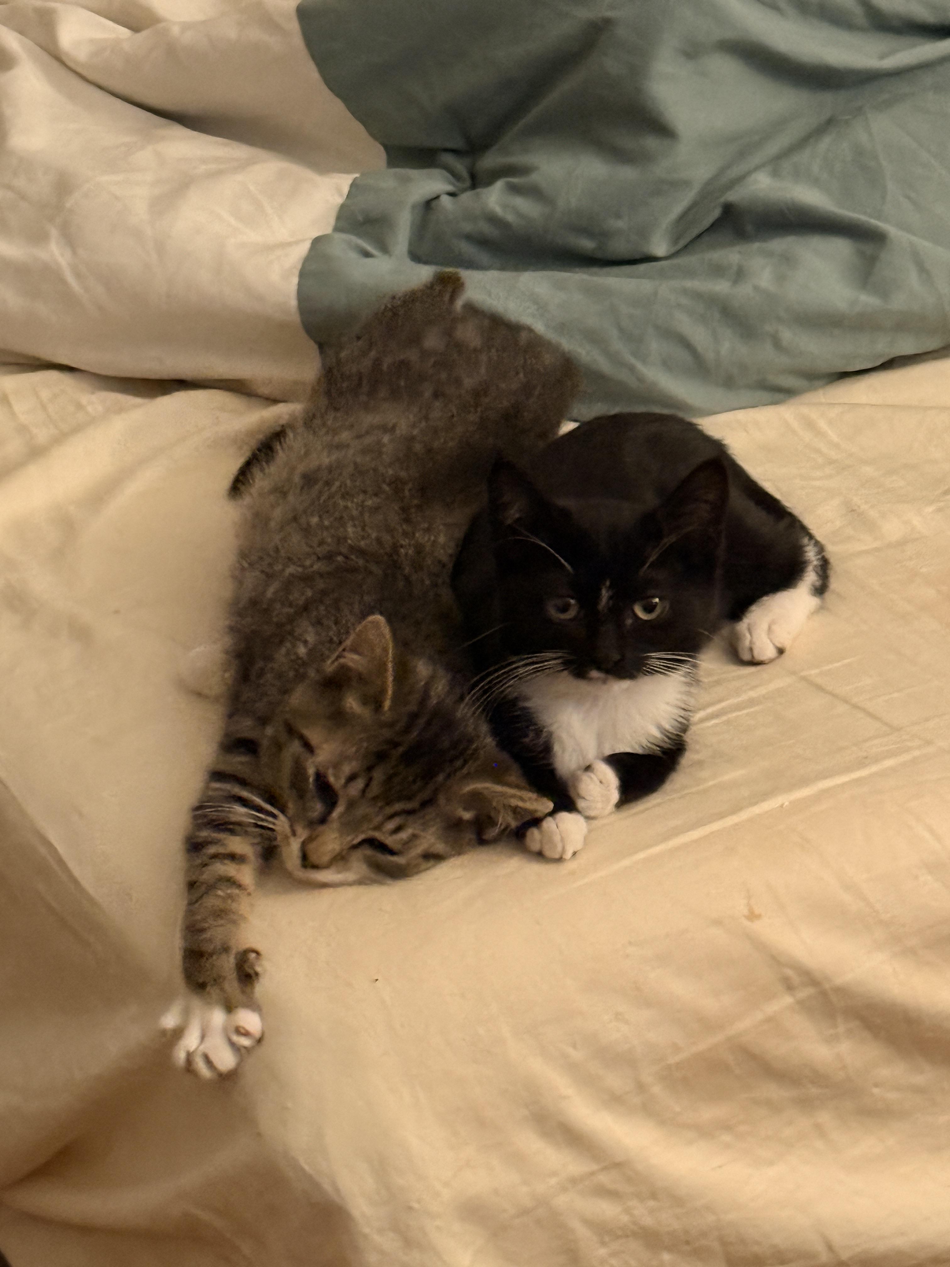 Daphne, a ADOPTABLE Domestic Short Hair in Brooklyn, NY image 3/4