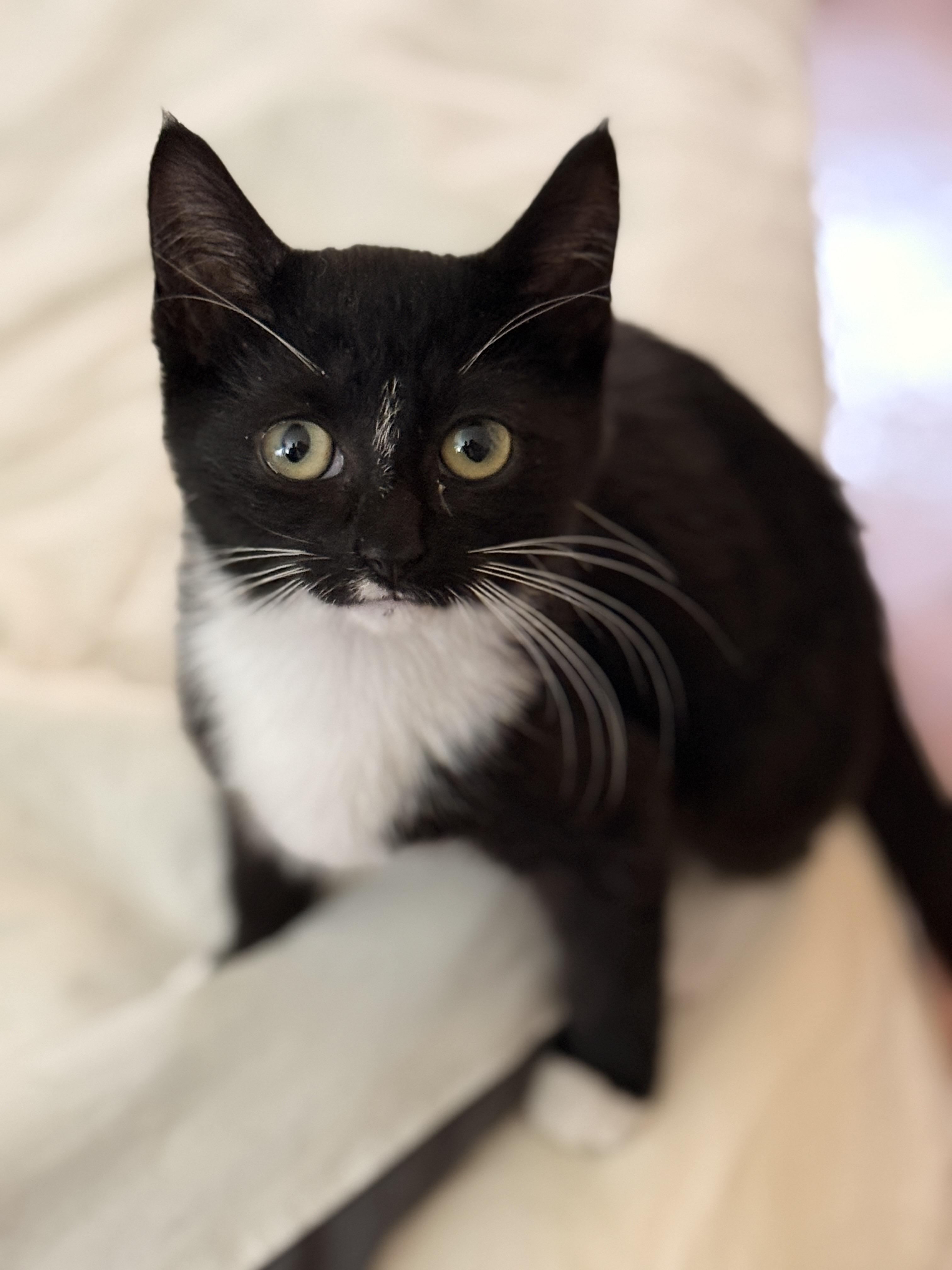 Daphne, a ADOPTABLE Domestic Short Hair in Brooklyn, NY image 2/4