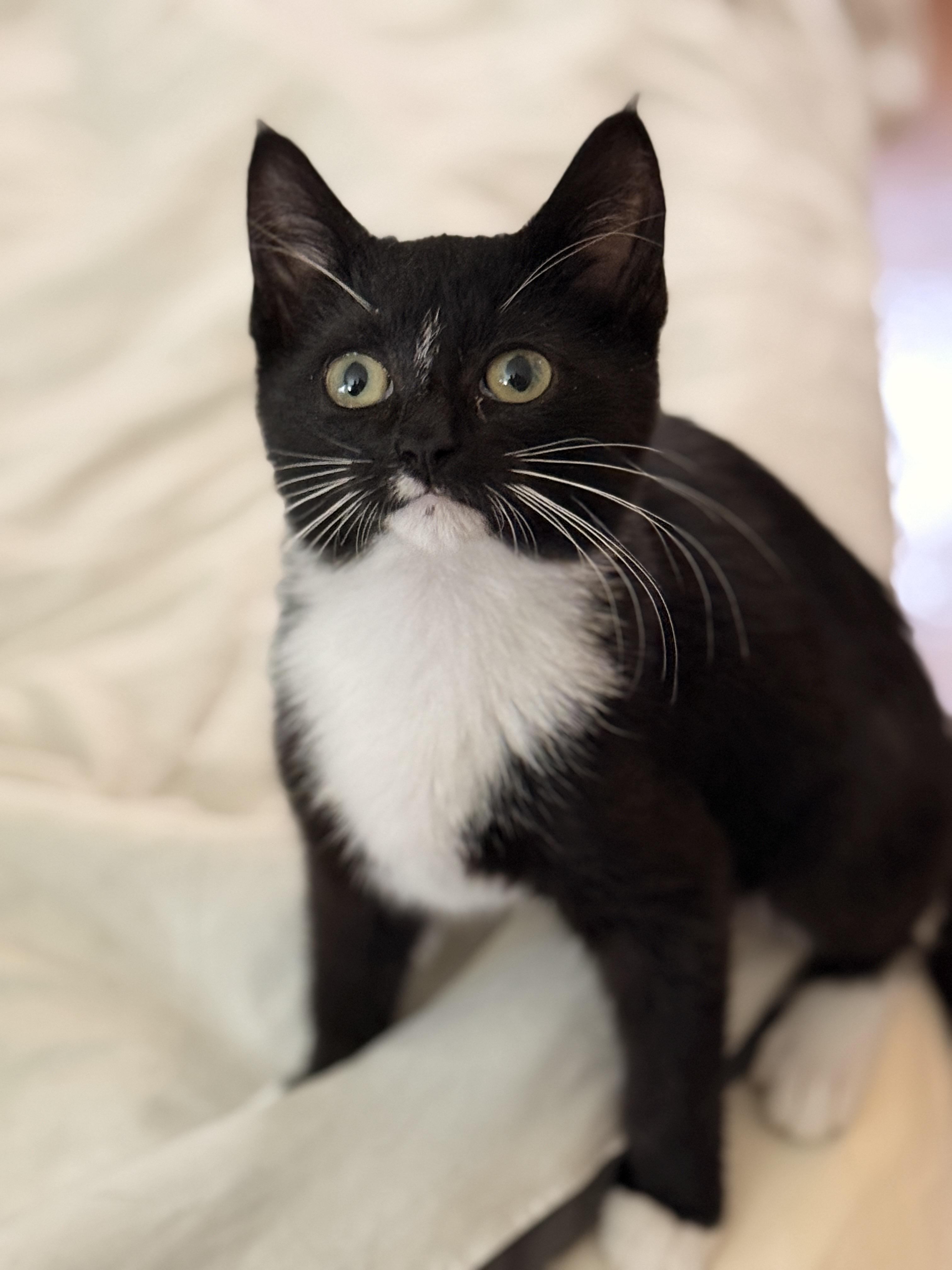 Daphne, a ADOPTABLE Domestic Short Hair in Brooklyn, NY image 1/4