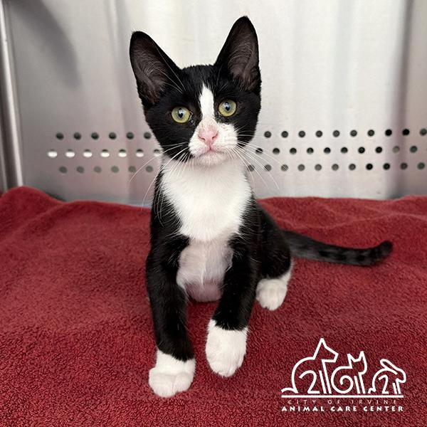 Enlarge CHECKER, a Adoptable Domestic Short Hair in Irvine, CA image 1/1