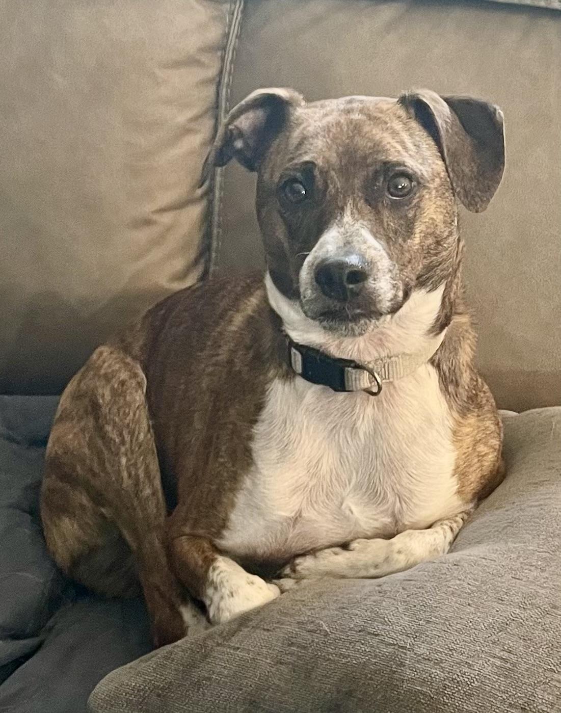 Tigger, an adoptable Terrier in Watertown, WI, 53094 | Photo Image 2