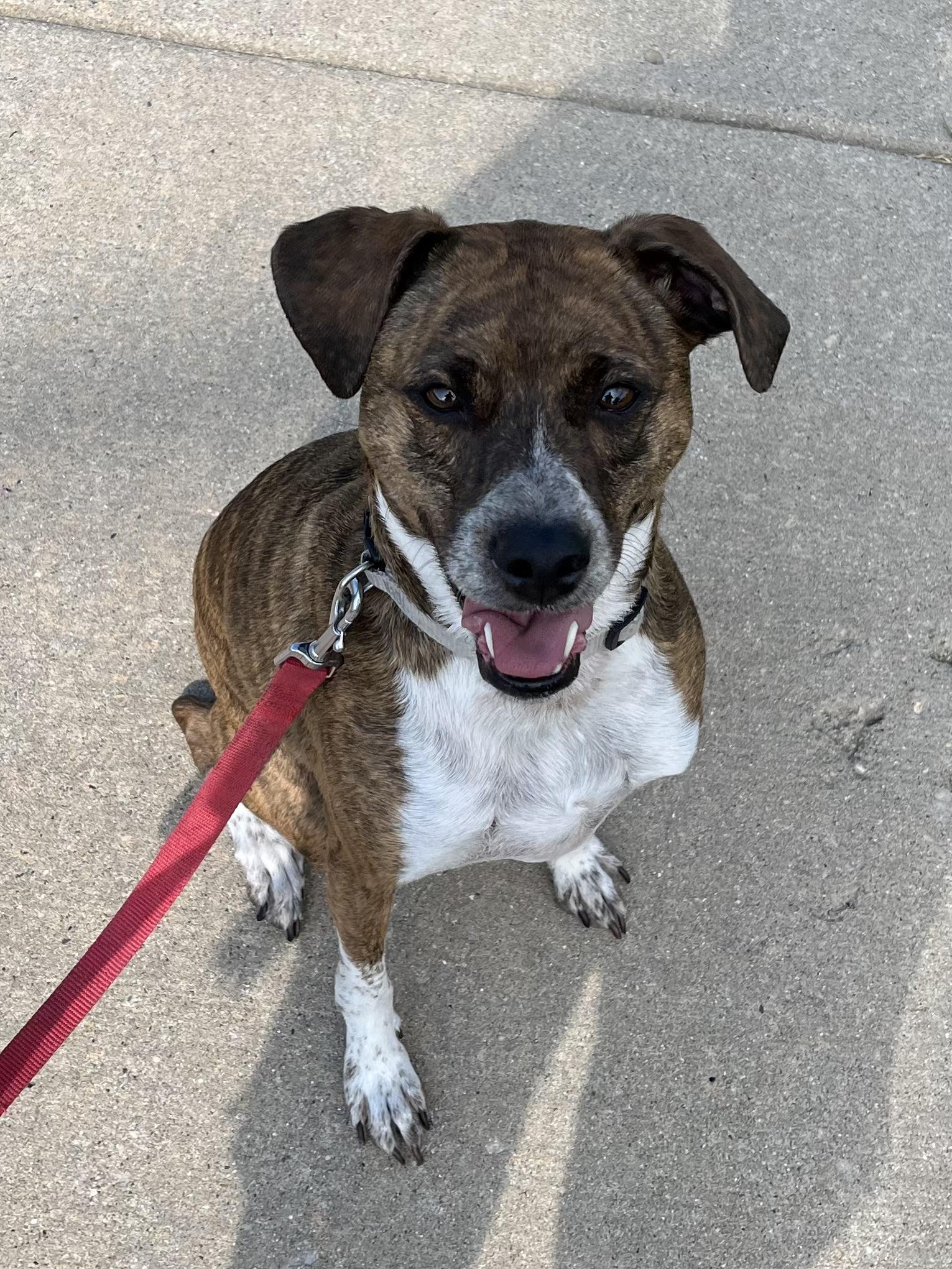 Tigger, an adoptable Terrier in Watertown, WI, 53094 | Photo Image 5