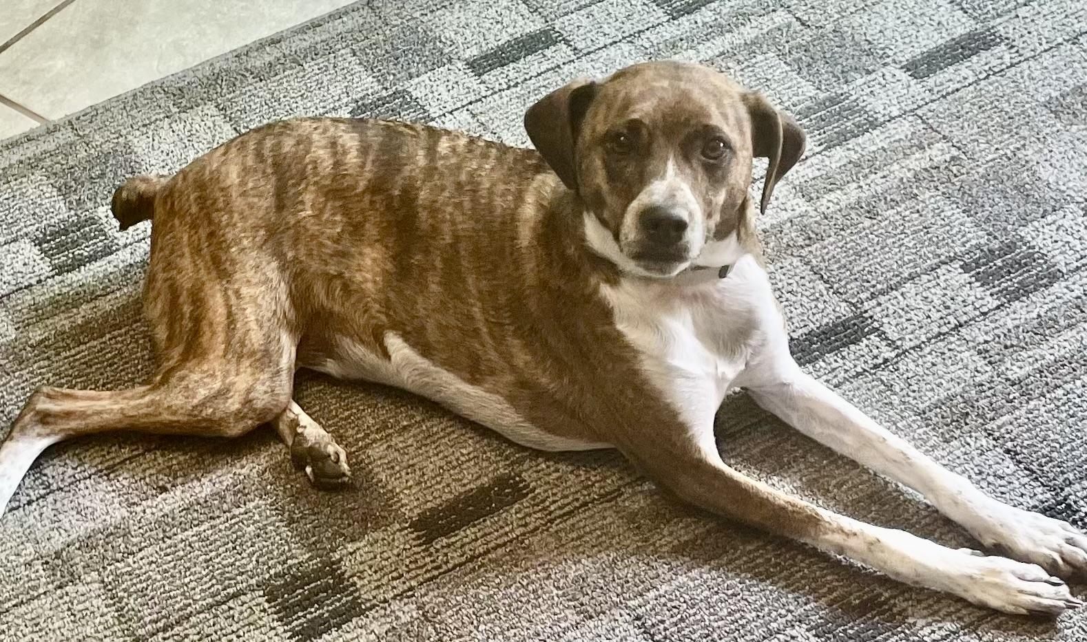 Tigger, an adoptable Terrier in Watertown, WI, 53094 | Photo Image 4