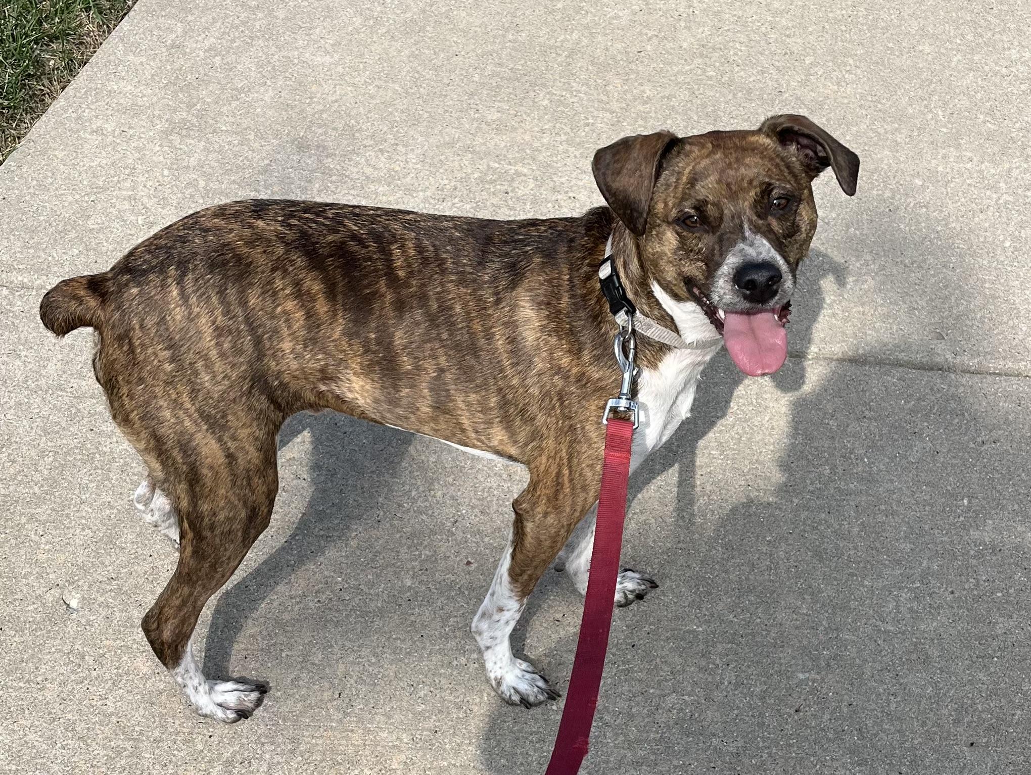 Tigger, an adoptable Terrier in Watertown, WI, 53094 | Photo Image 1