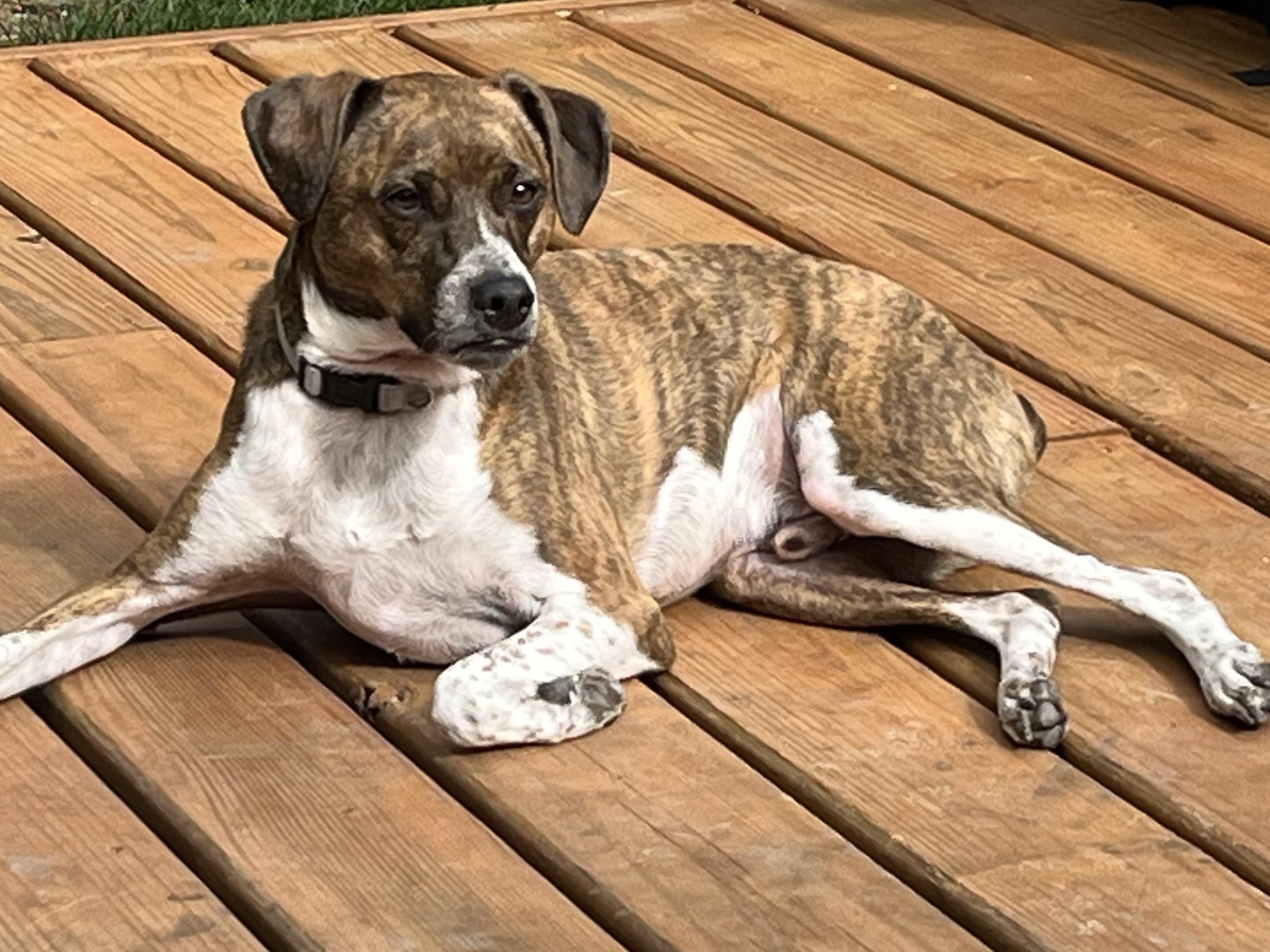 Tigger, an adoptable Terrier in Watertown, WI, 53094 | Photo Image 3
