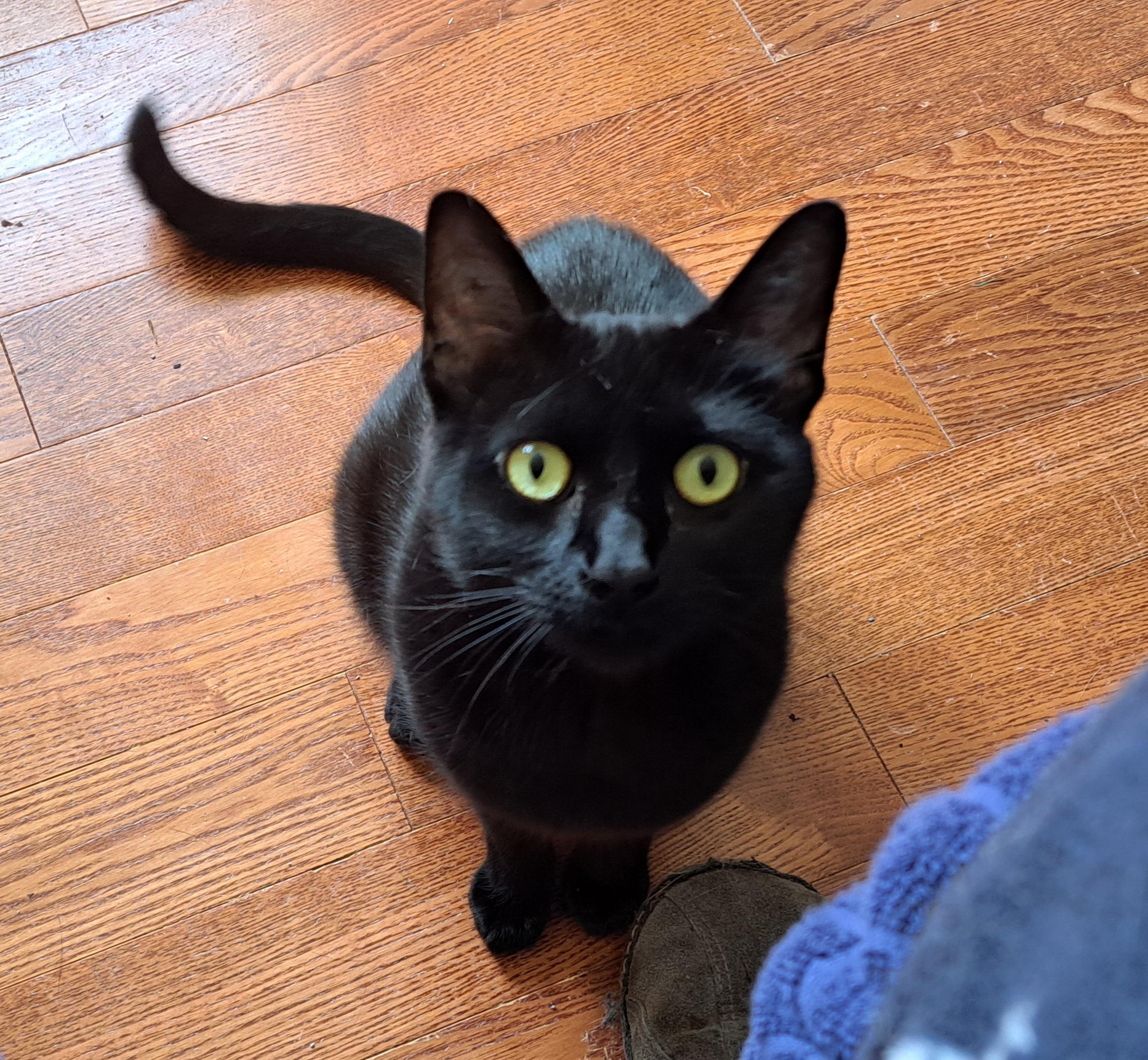 Olive, a ADOPTABLE Domestic Short Hair in Saanichton, BC image 1/6