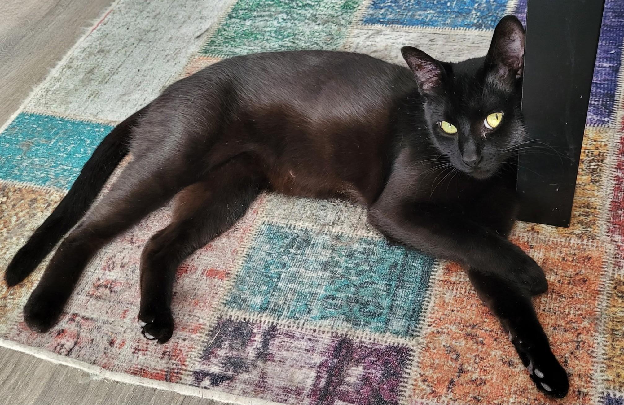 Olive, a ADOPTABLE Domestic Short Hair in Saanichton, BC image 5/6