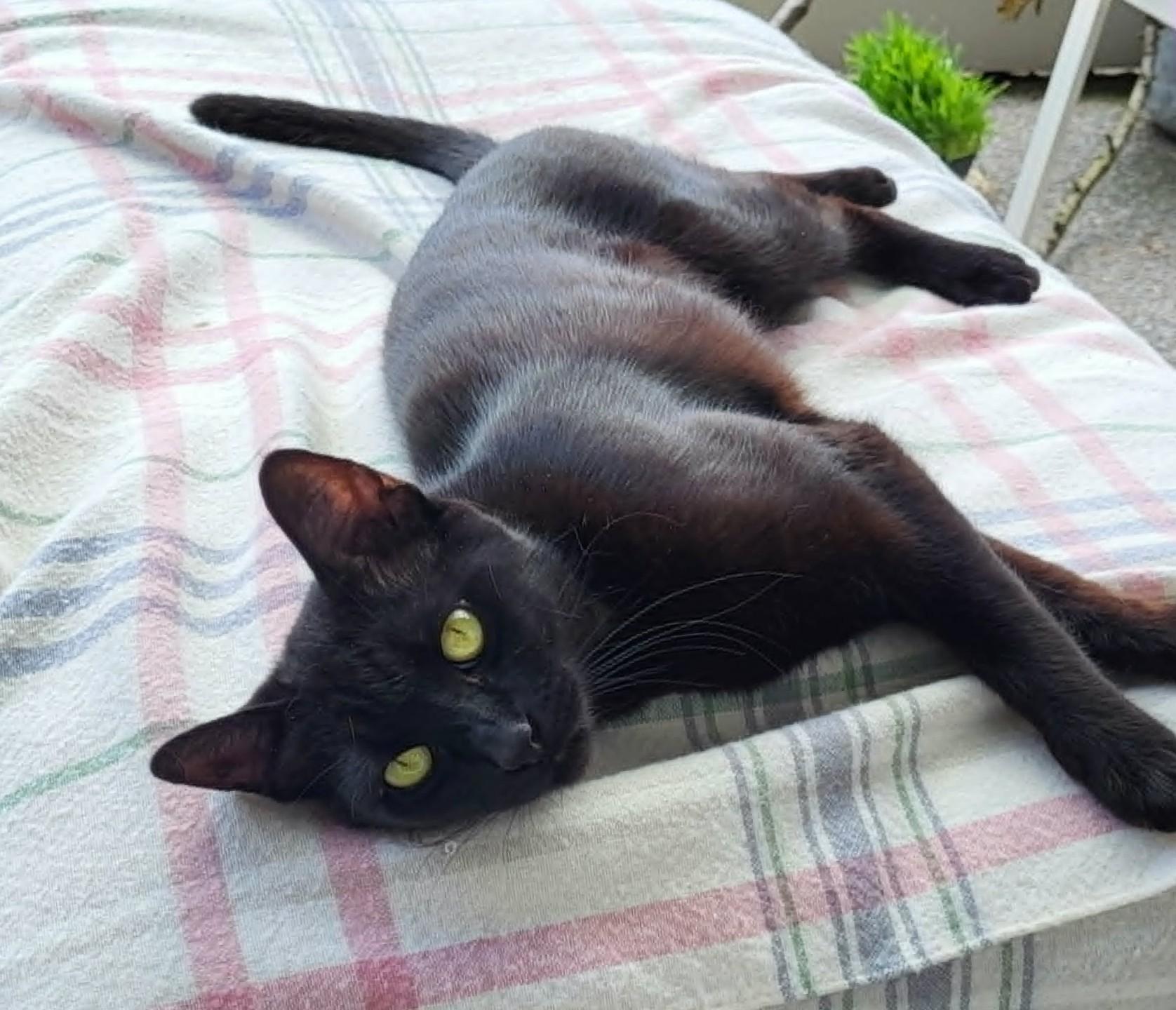 Olive, a ADOPTABLE Domestic Short Hair in Saanichton, BC image 4/6
