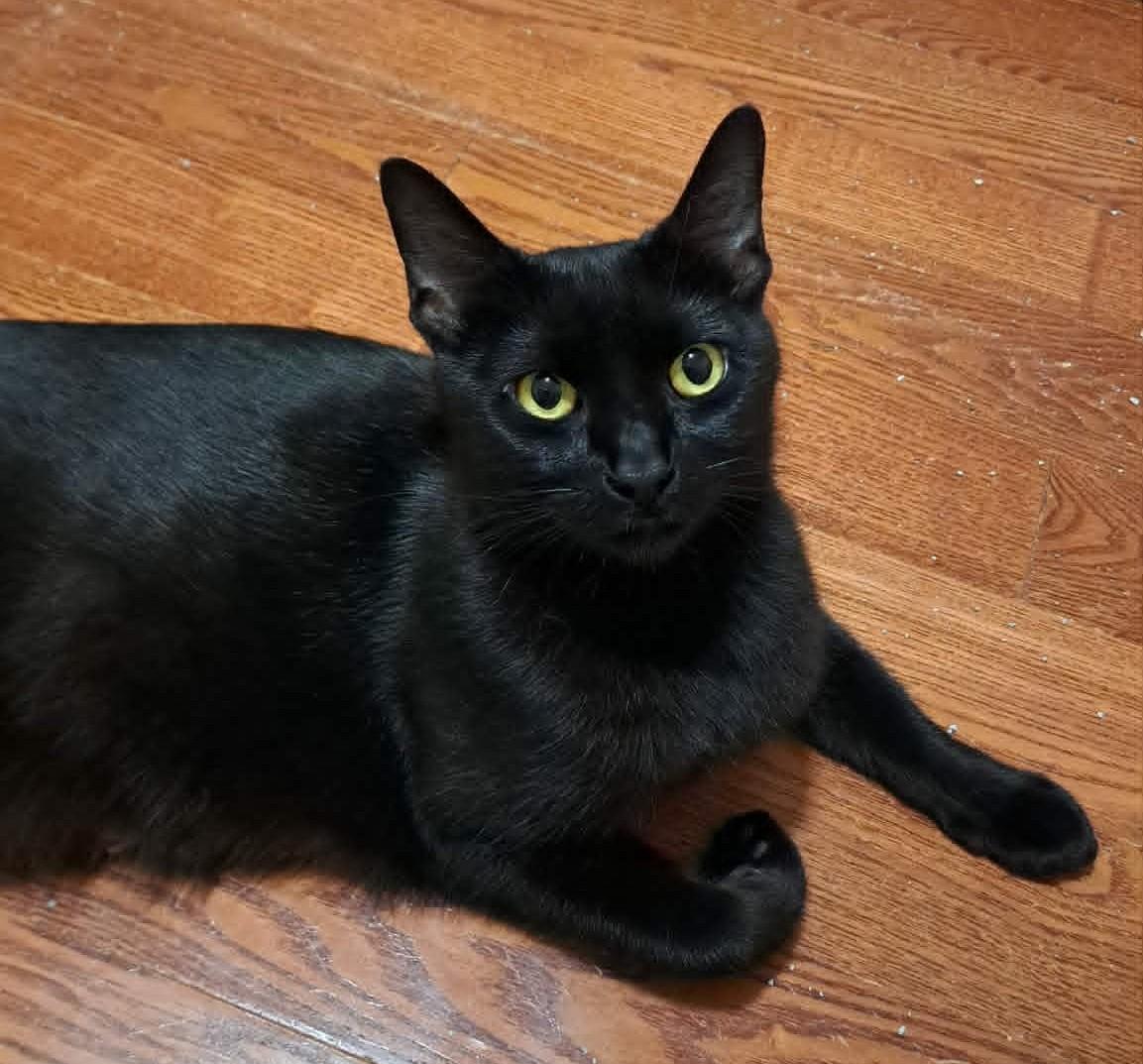 Olive, a ADOPTABLE Domestic Short Hair in Saanichton, BC image 3/6