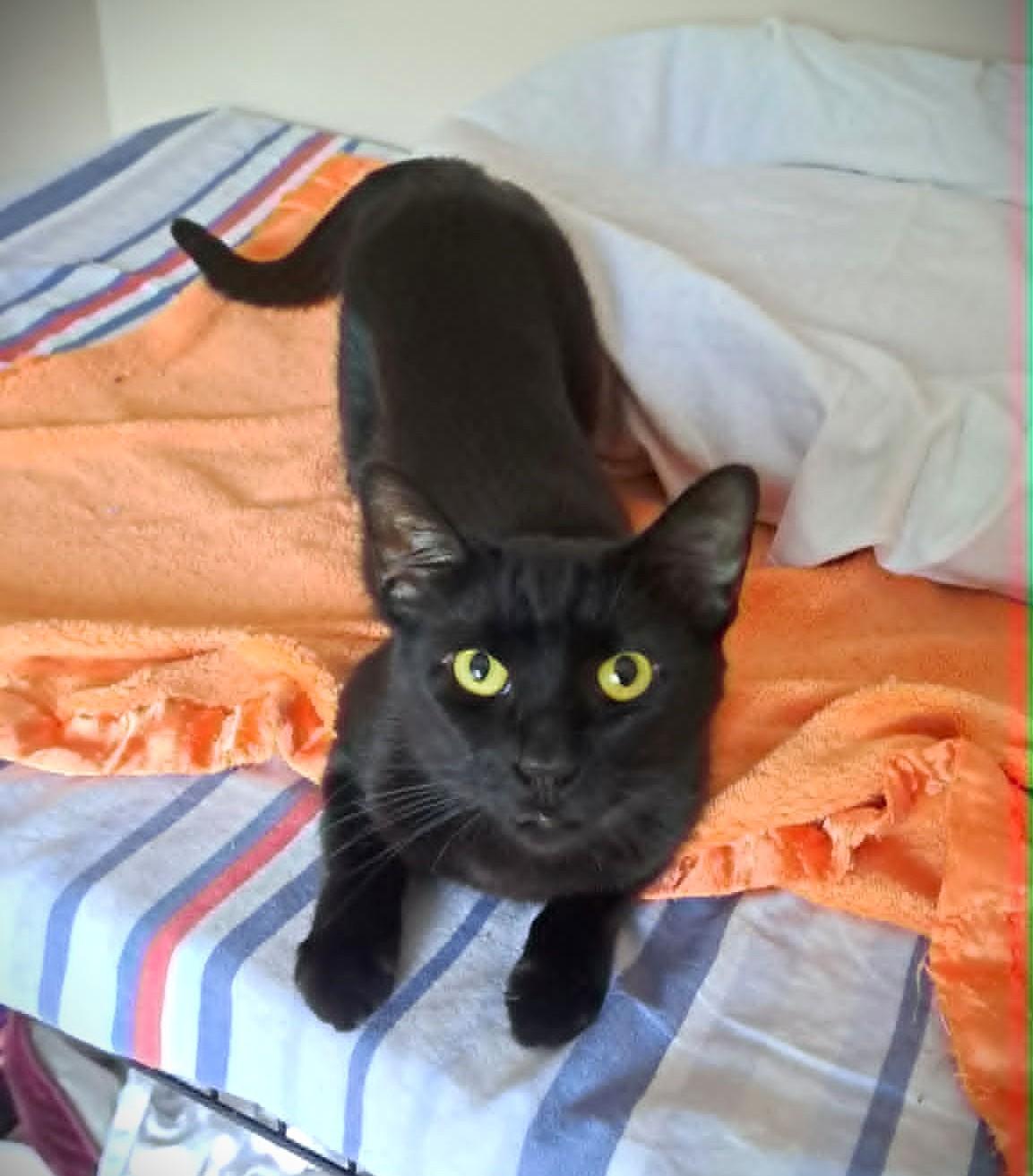 Olive, a ADOPTABLE Domestic Short Hair in Saanichton, BC image 2/6