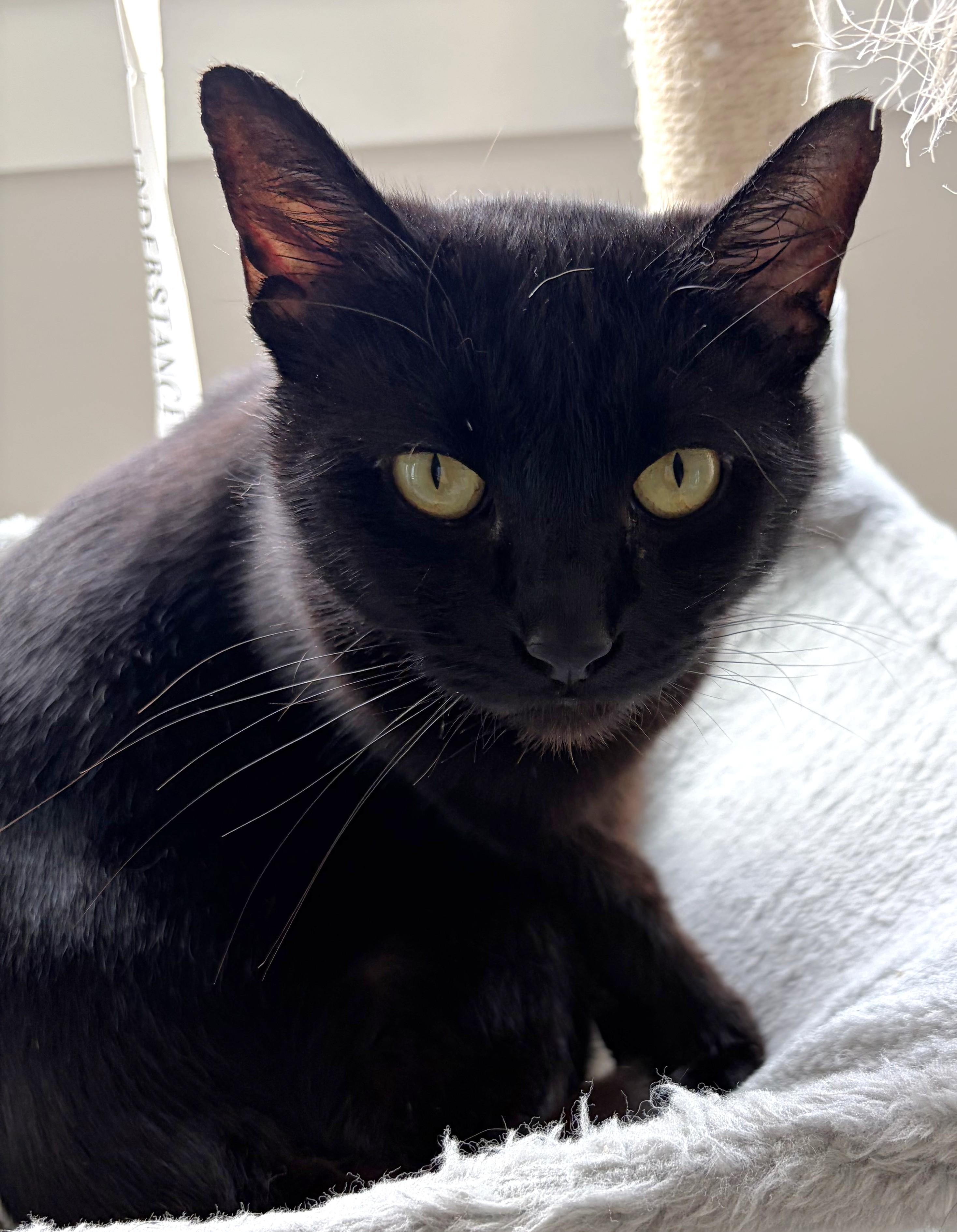 Olive, a ADOPTABLE Domestic Short Hair in Saanichton, BC image 6/6