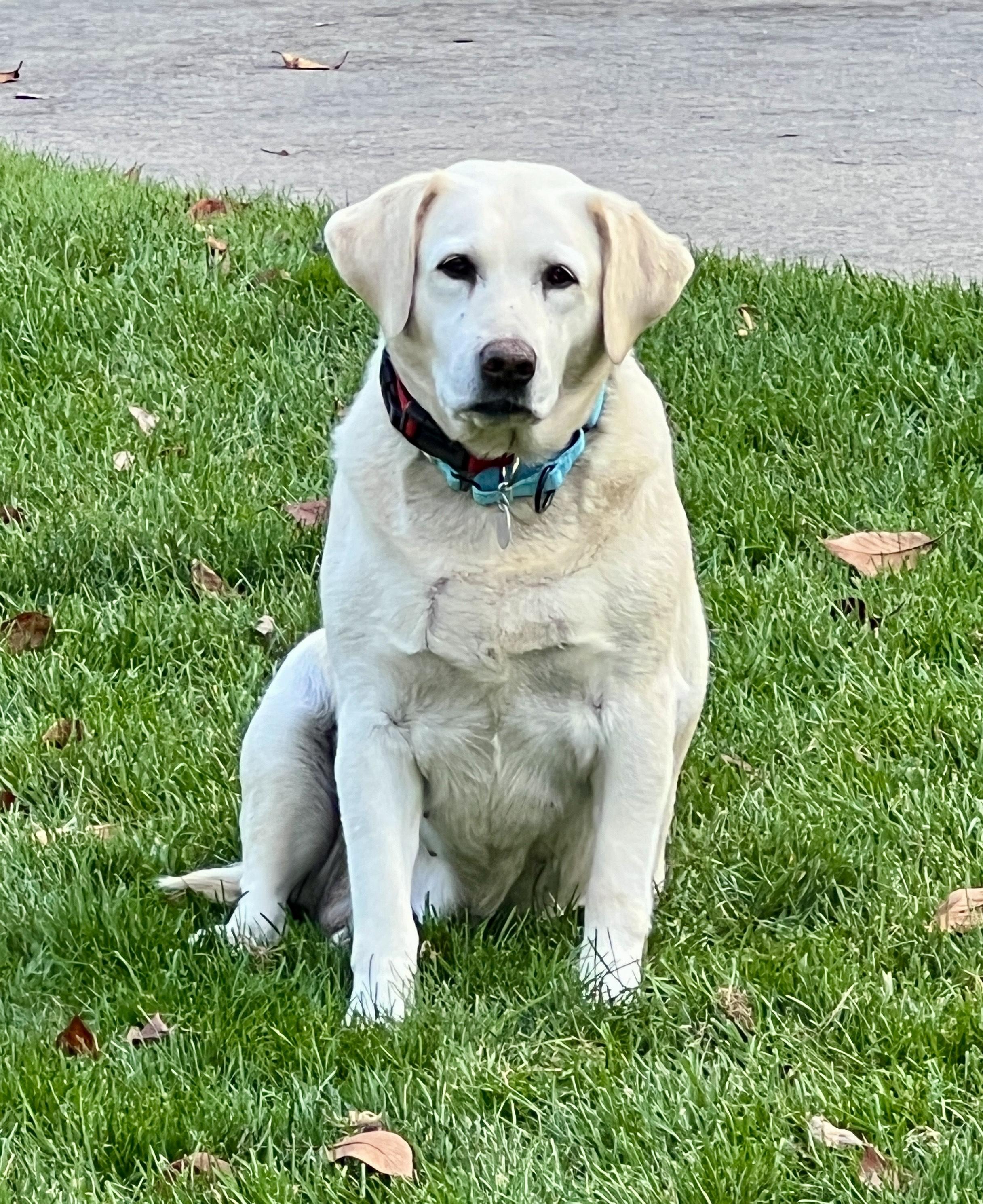 Enlarge Stardust, a ADOPTABLE Labrador Retriever in Warrington, PA image 1/5
