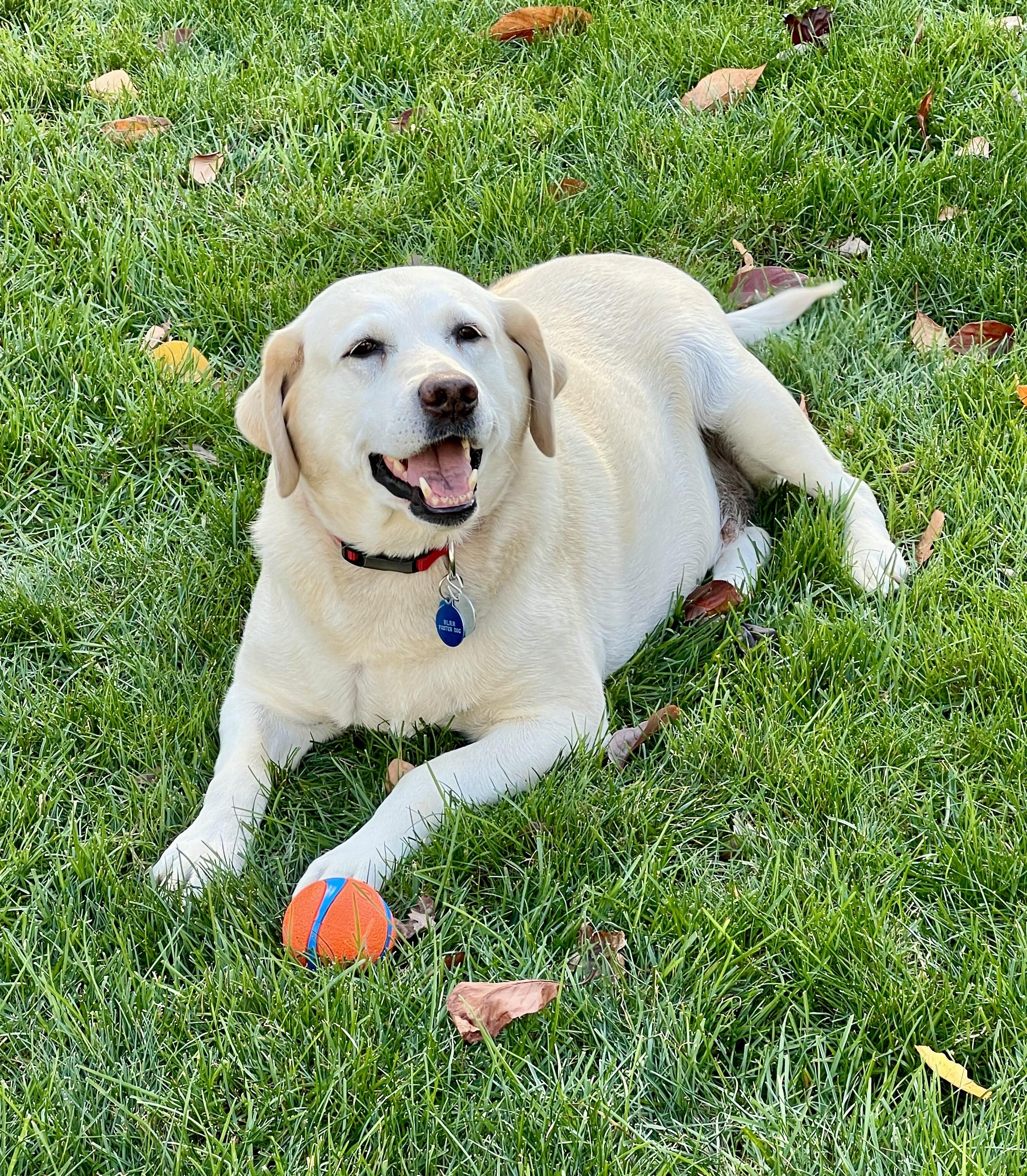 Enlarge Stardust, a ADOPTABLE Labrador Retriever in Warrington, PA image 2/5