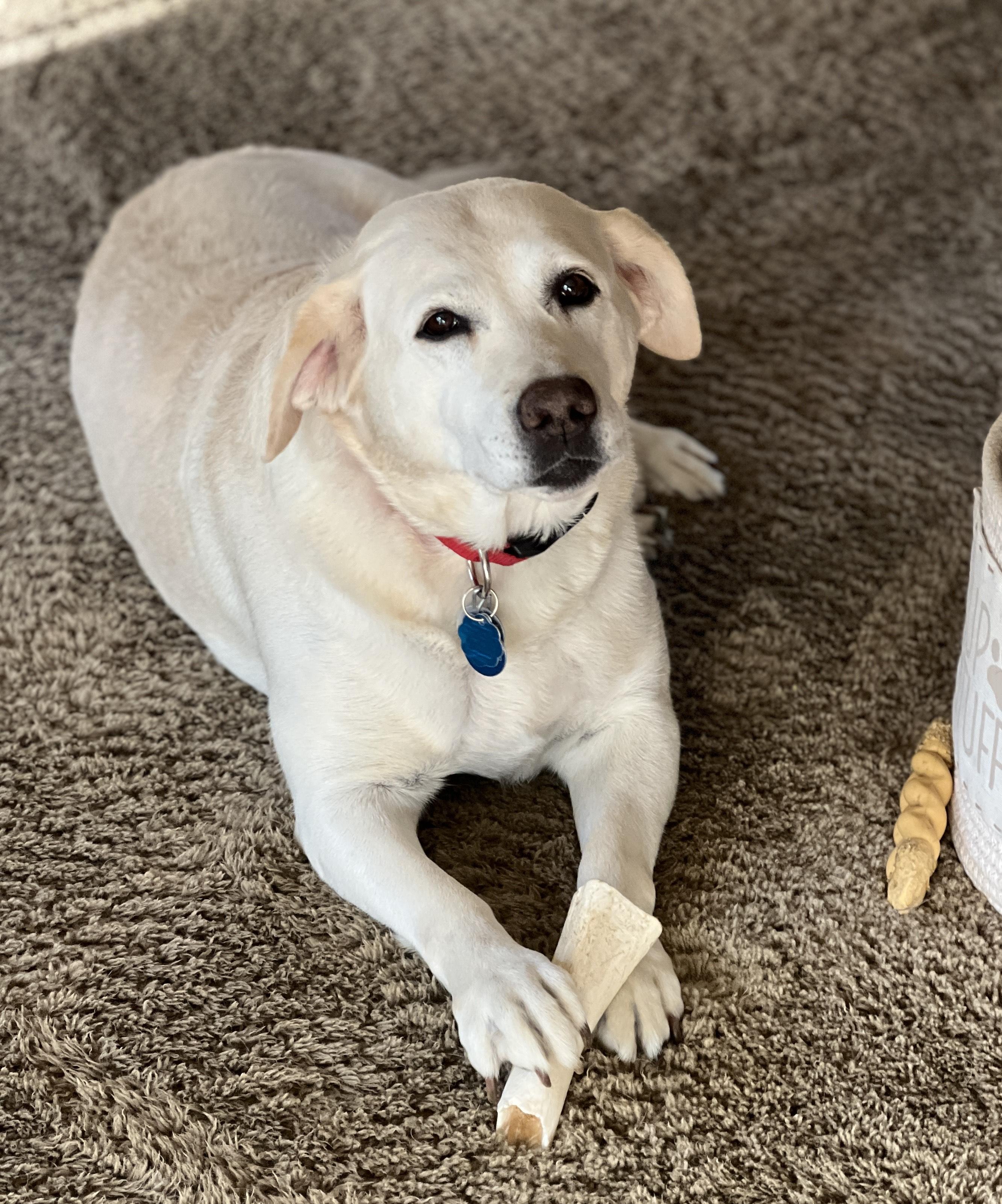 Enlarge Stardust, a ADOPTABLE Labrador Retriever in Warrington, PA image 3/5