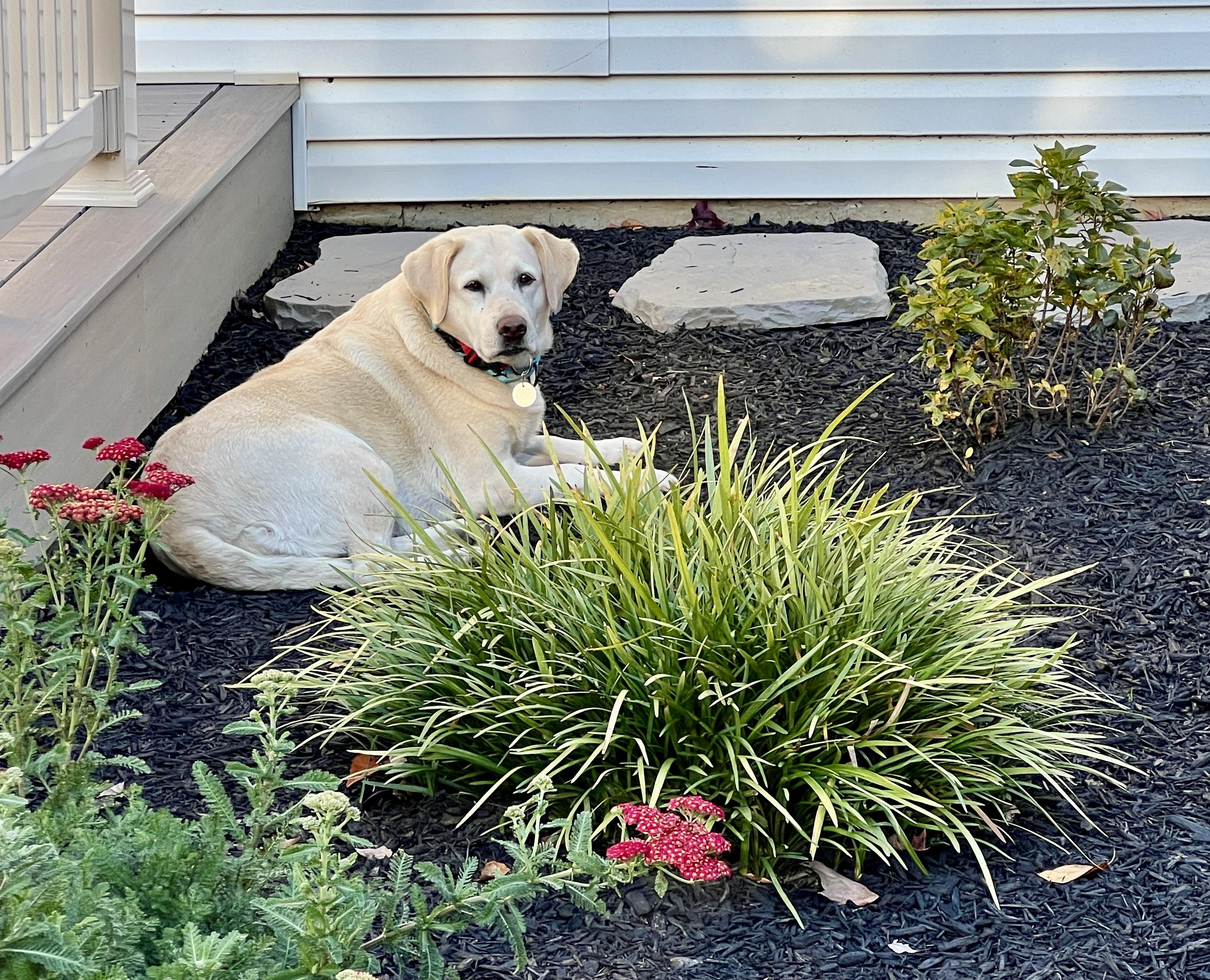 Enlarge Stardust, a ADOPTABLE Labrador Retriever in Warrington, PA image 4/5