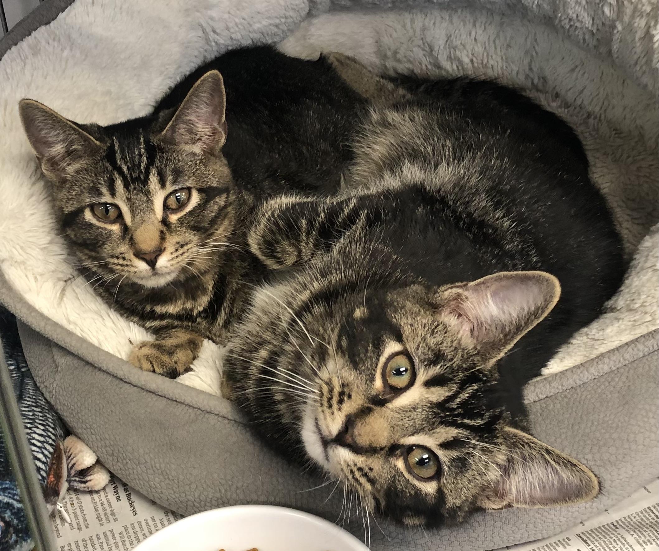 Jingle & Bells, ADOPTABLE, Young Male Domestic Short Hair.