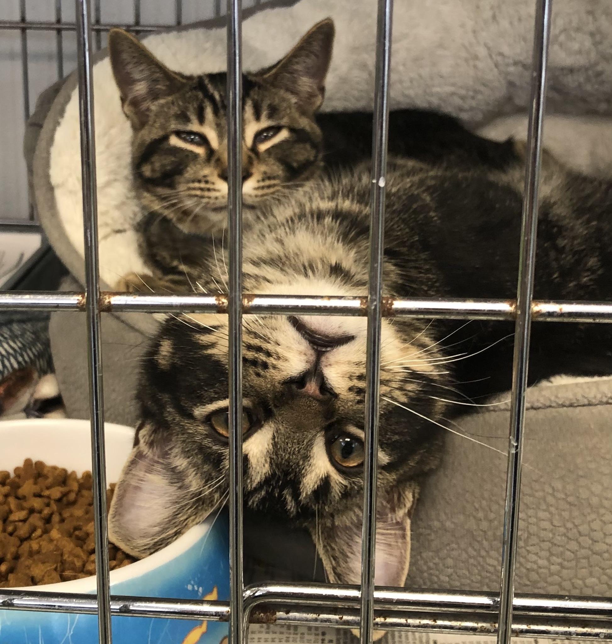 Jingle & Bells, a ADOPTABLE Domestic Short Hair in Parma, OH image 2/4