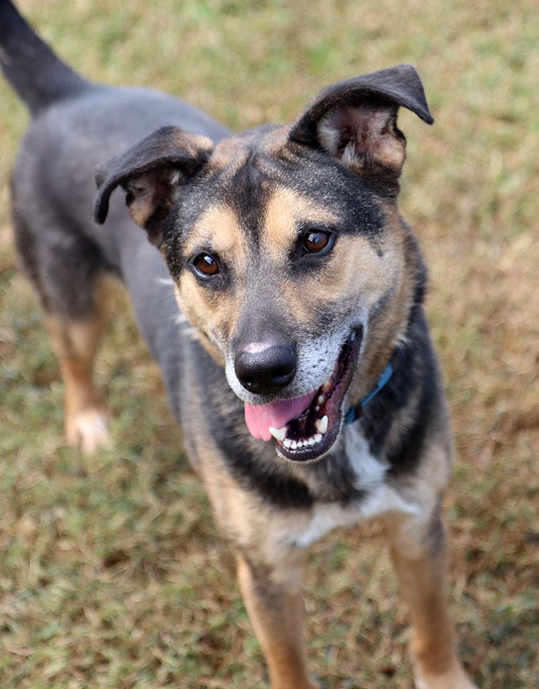 Bingo (AO34755), a Adoptable mixed breed image 4/6