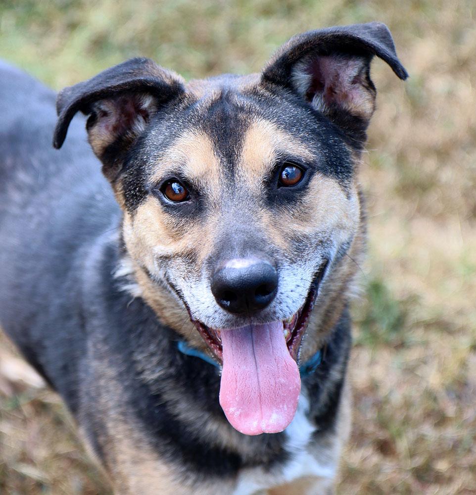 Bingo (AO34755), a Adoptable mixed breed image 1/6