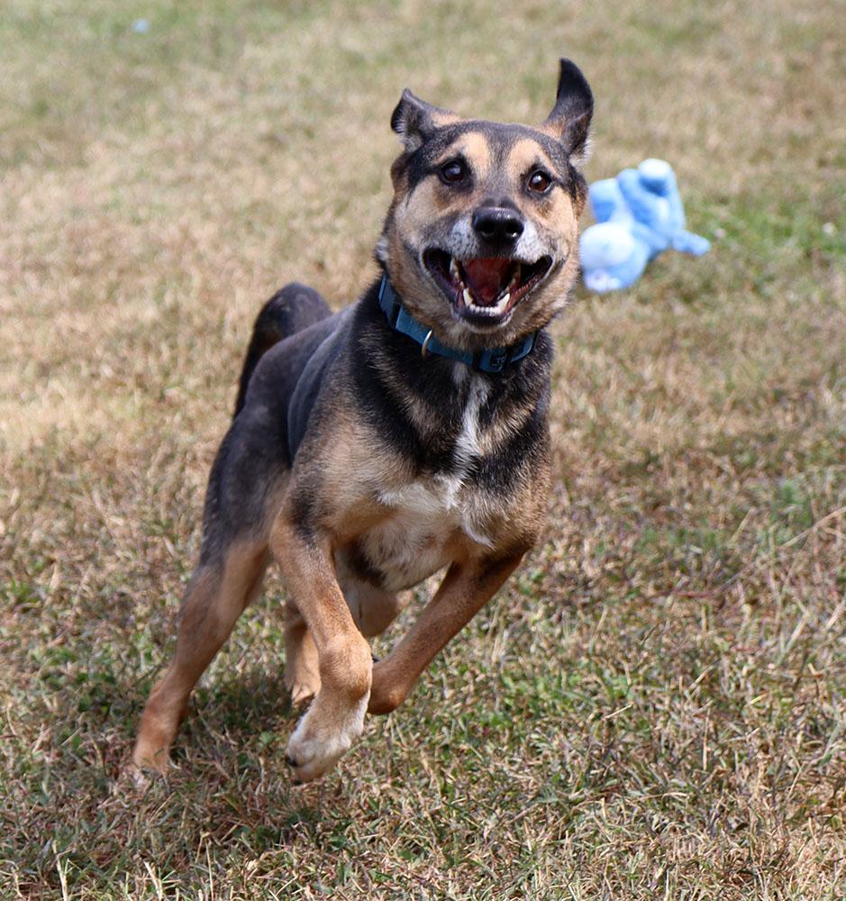 Bingo (AO34755), a Adoptable mixed breed image 5/6