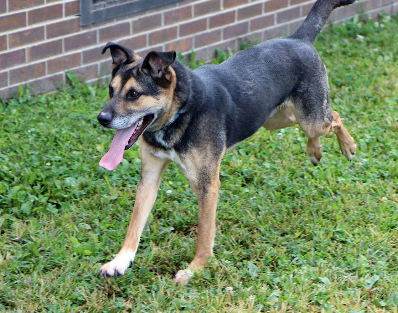 Bingo (AO34755), a Adoptable mixed breed image 6/6