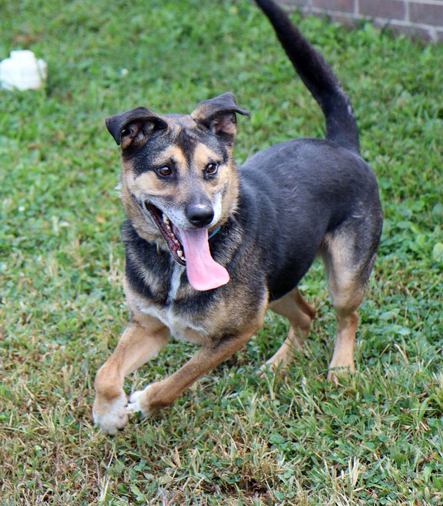 Bingo (AO34755), a Adoptable mixed breed image 2/6