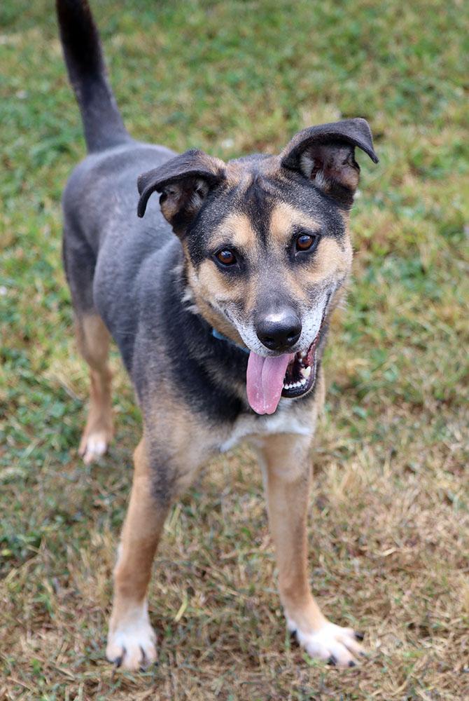 Bingo (AO34755), a Adoptable mixed breed image 3/6