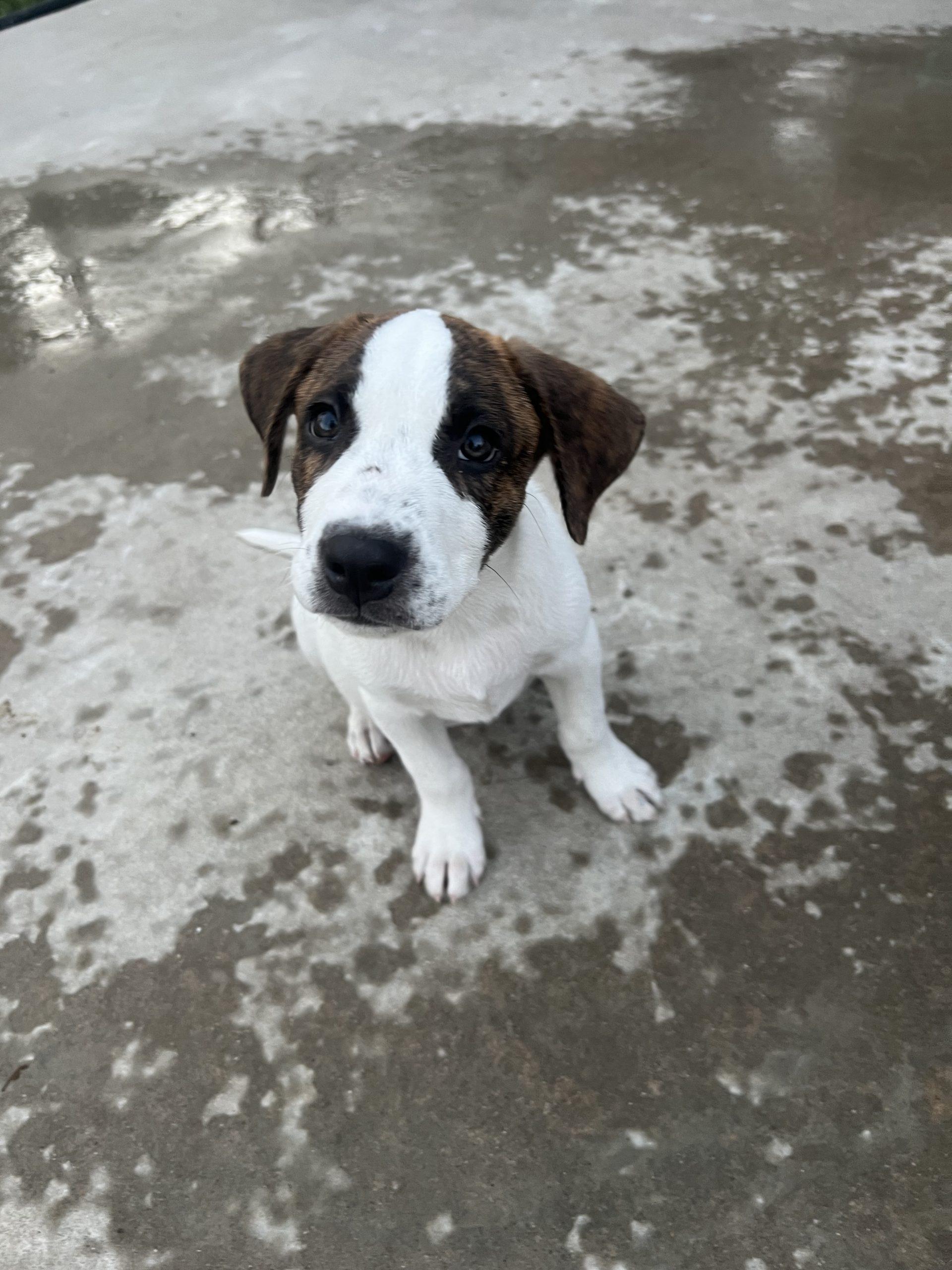 Banjo, a Adoptable mixed breed in Hamden, CT image 1/3